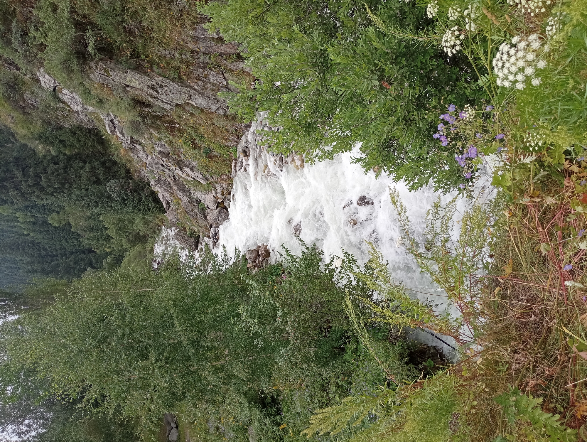 Whitewater river ripping through a forested mountain ravine