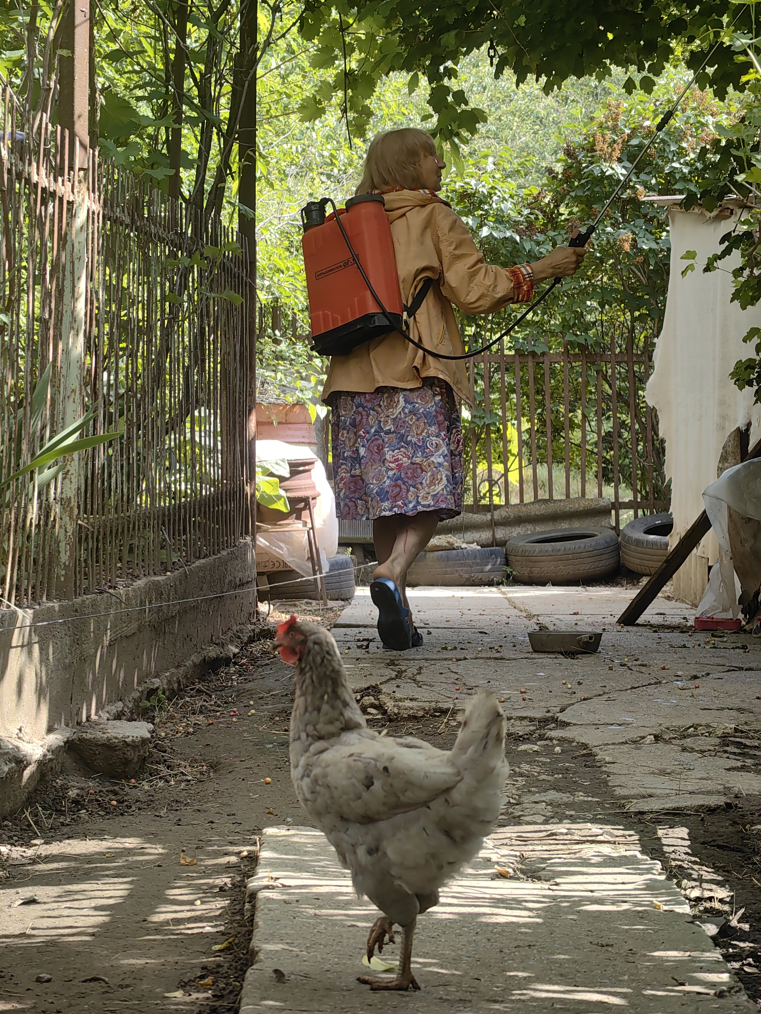 Ukrainian village residents tend gardens, harvest strawberries on summer afternoon