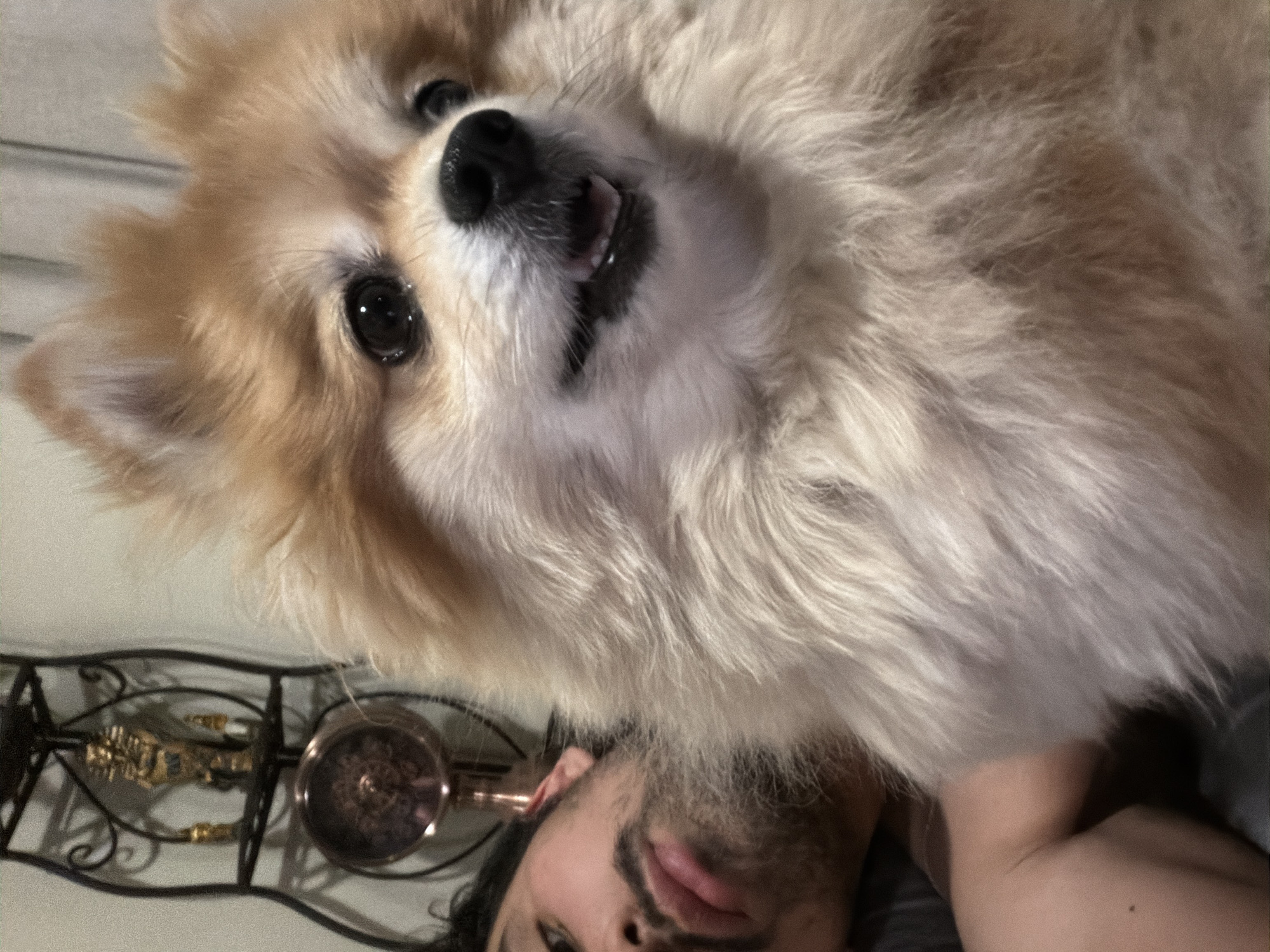 Person photographs Pomeranian dog in Cuautla, Mexico dawn