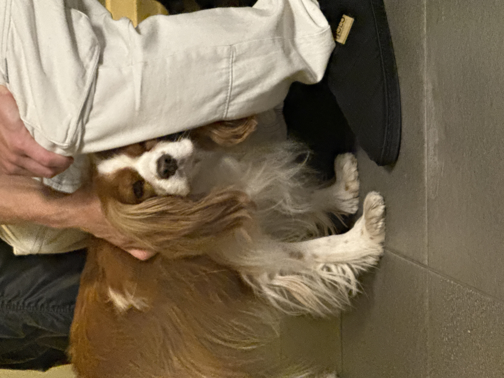 Man pets Cavalier King Charles Spaniel in Sofia