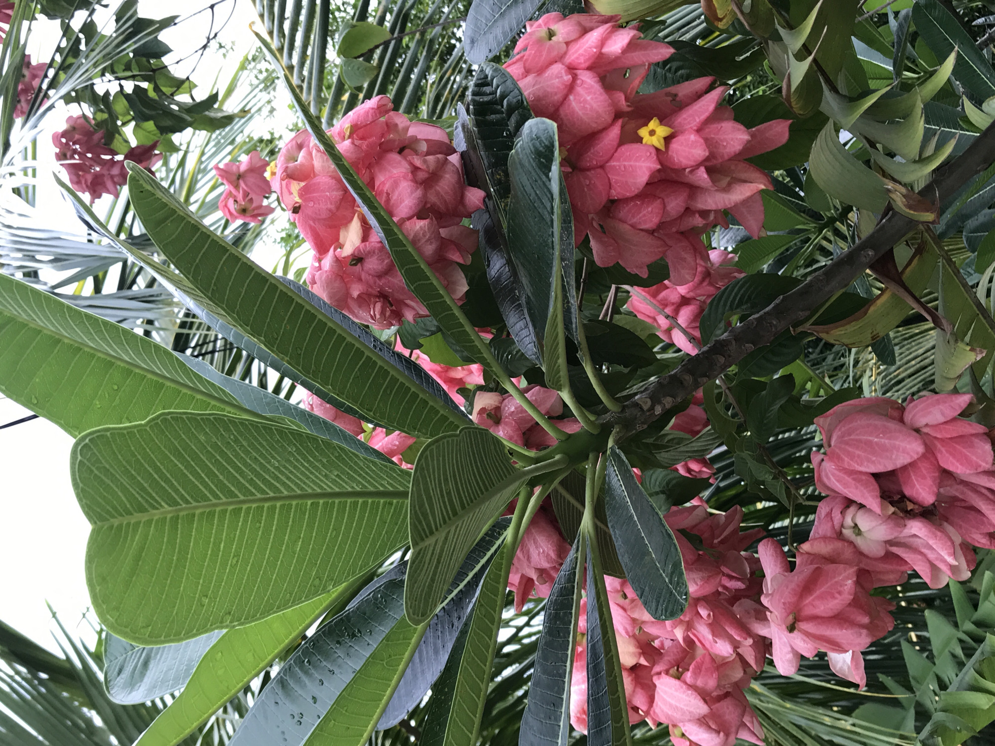 Tropical temple grounds documented in Baan Mae Nam, Thailand