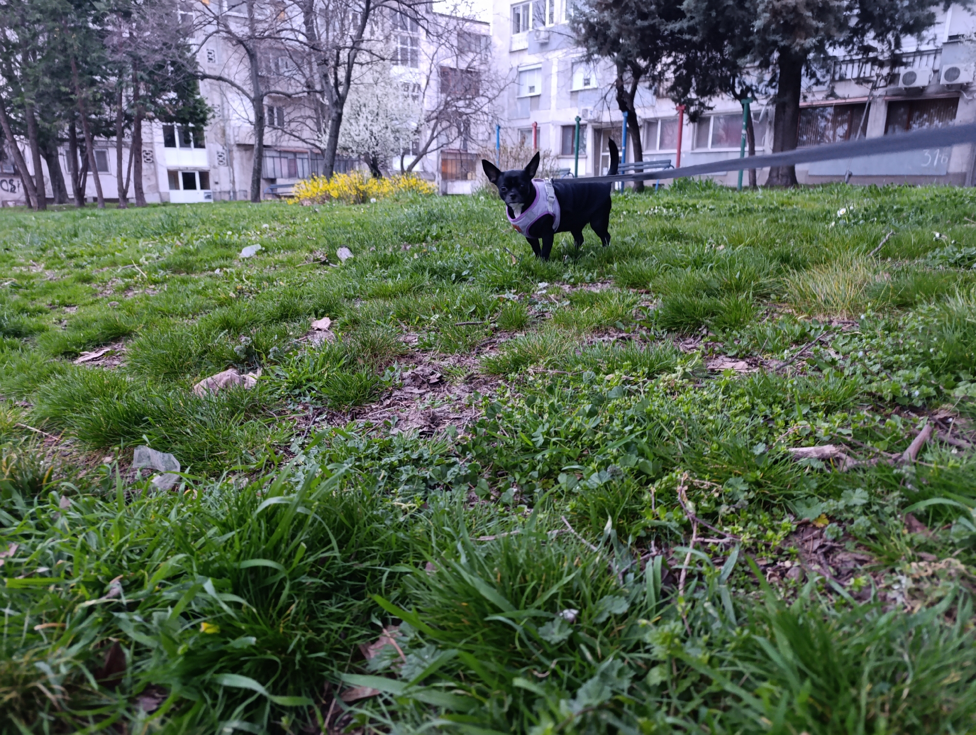 Small black dog on leash spotted in Haskovo park