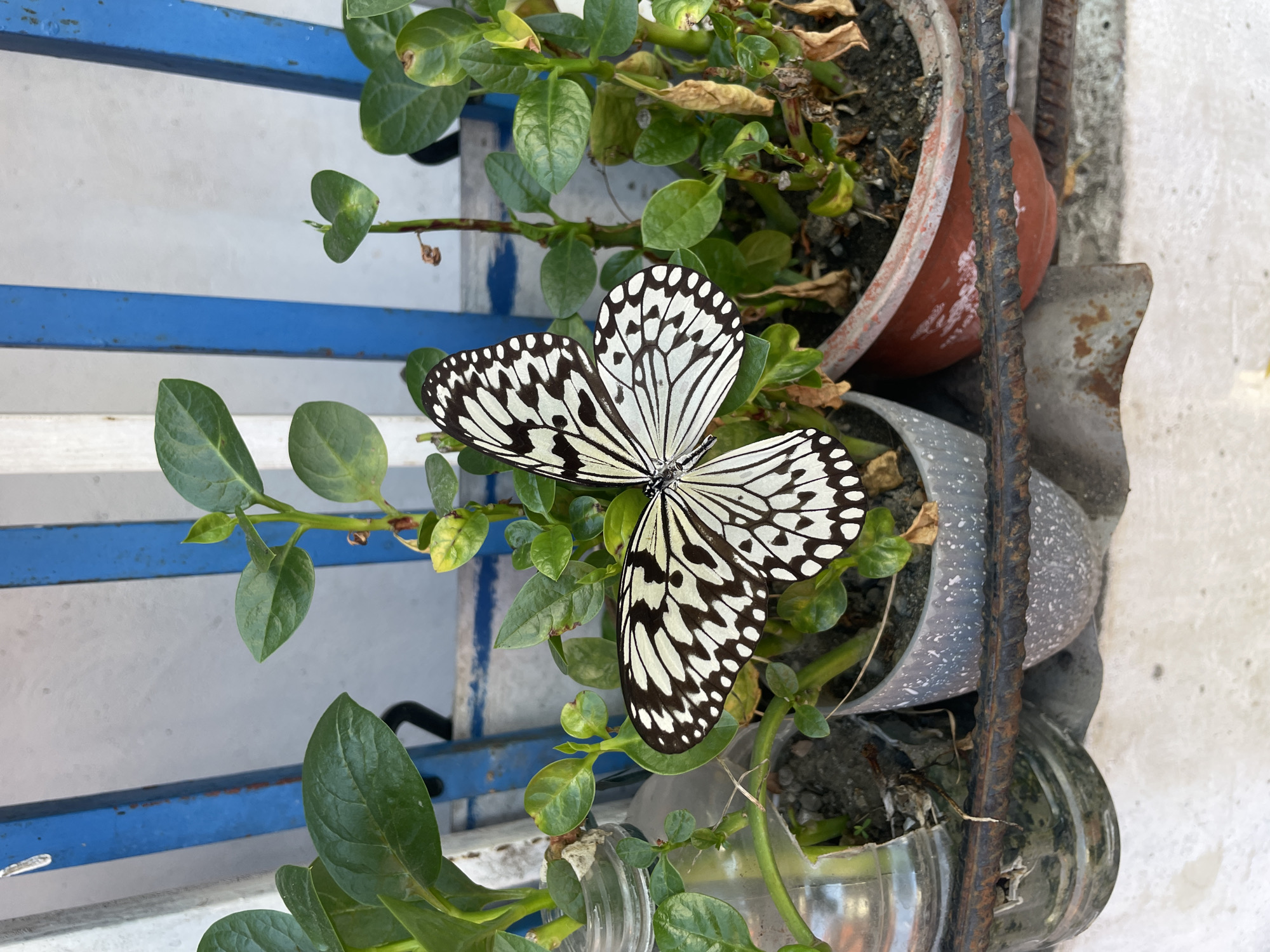Butterflies and dog observed in Davao City residential setting