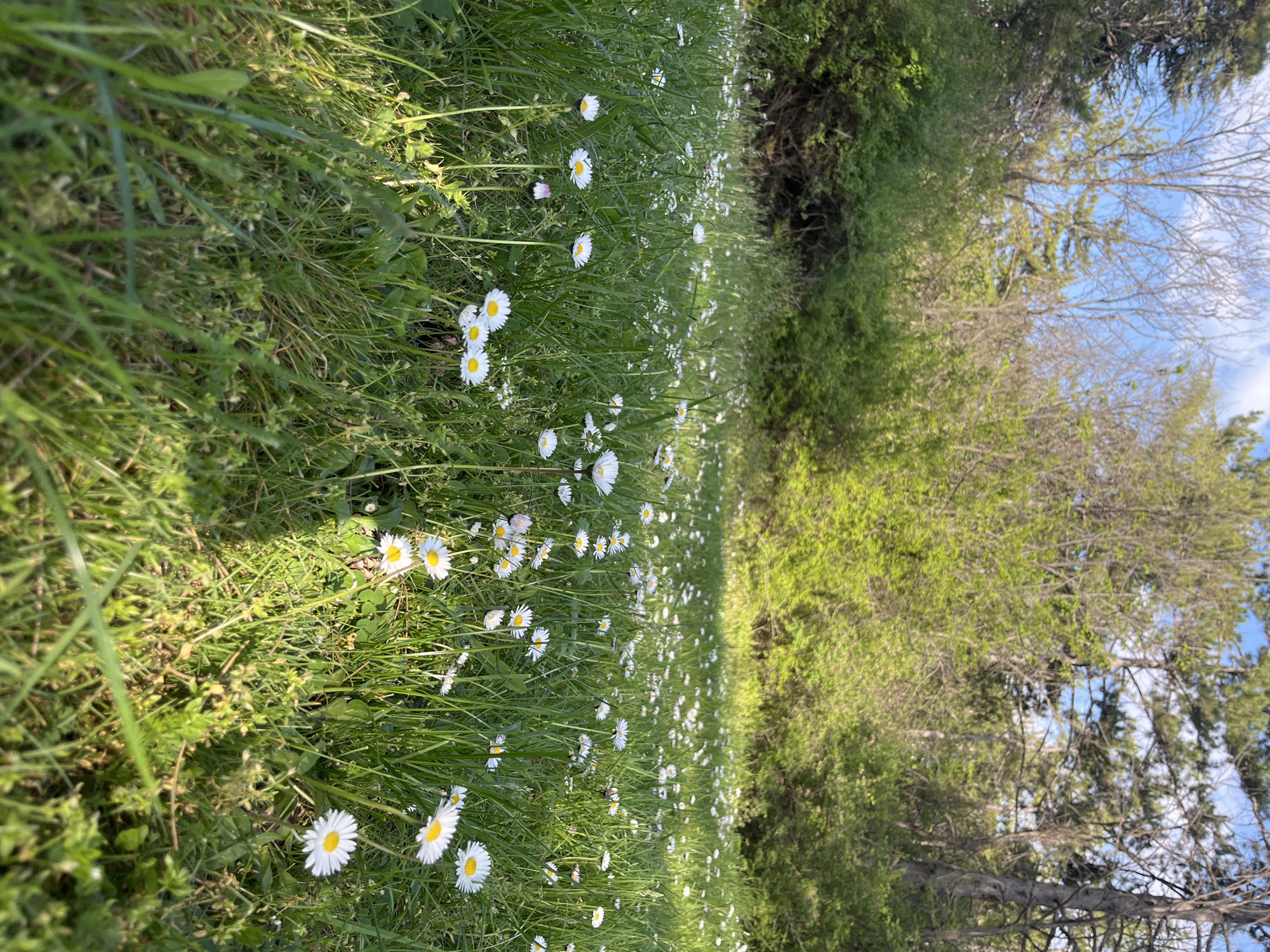 Spring blooms and landscapes documented in Haskovo, Bulgaria