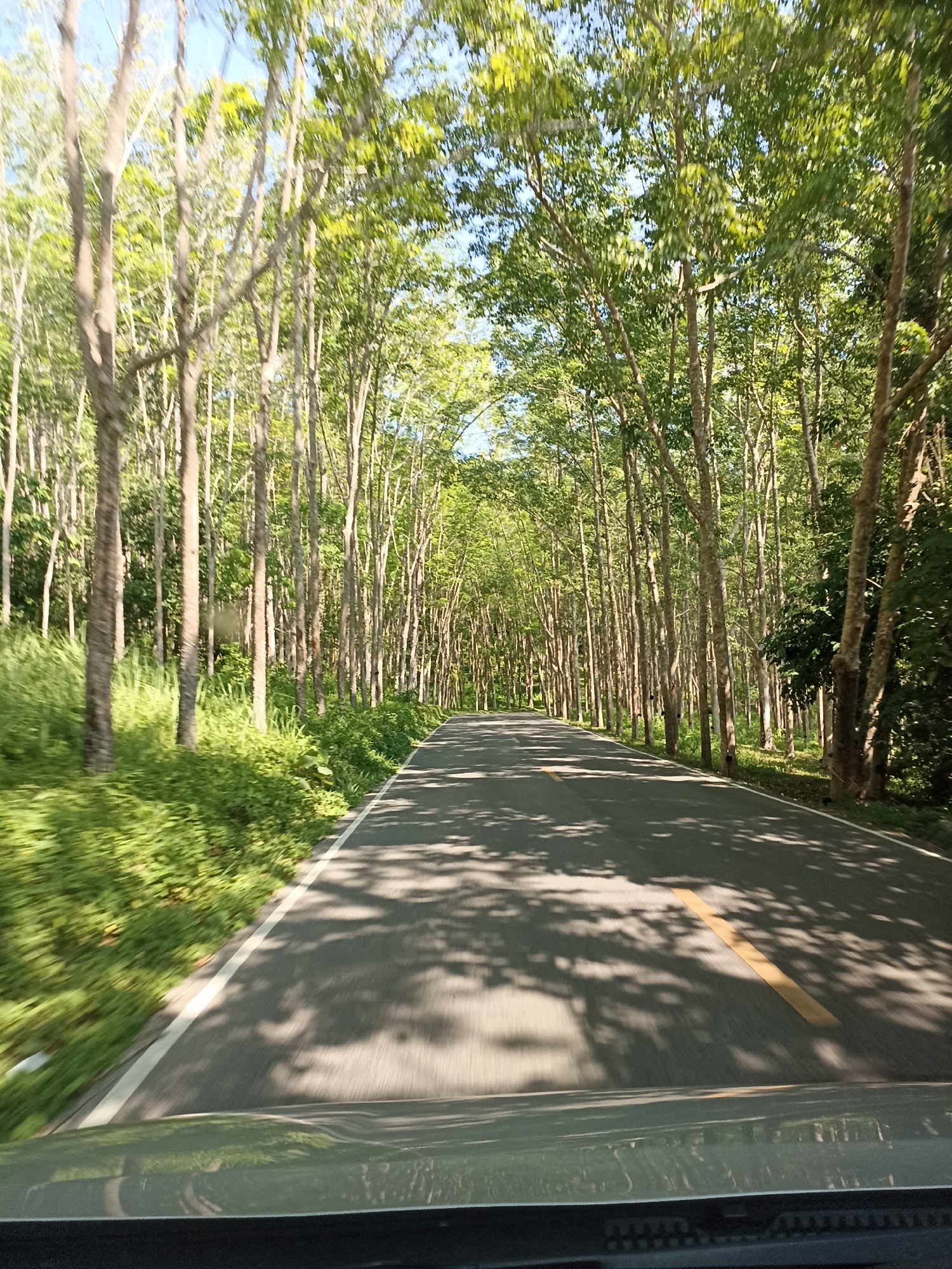 Vehicle travels through tree-lined road in Ban Pak Ra
