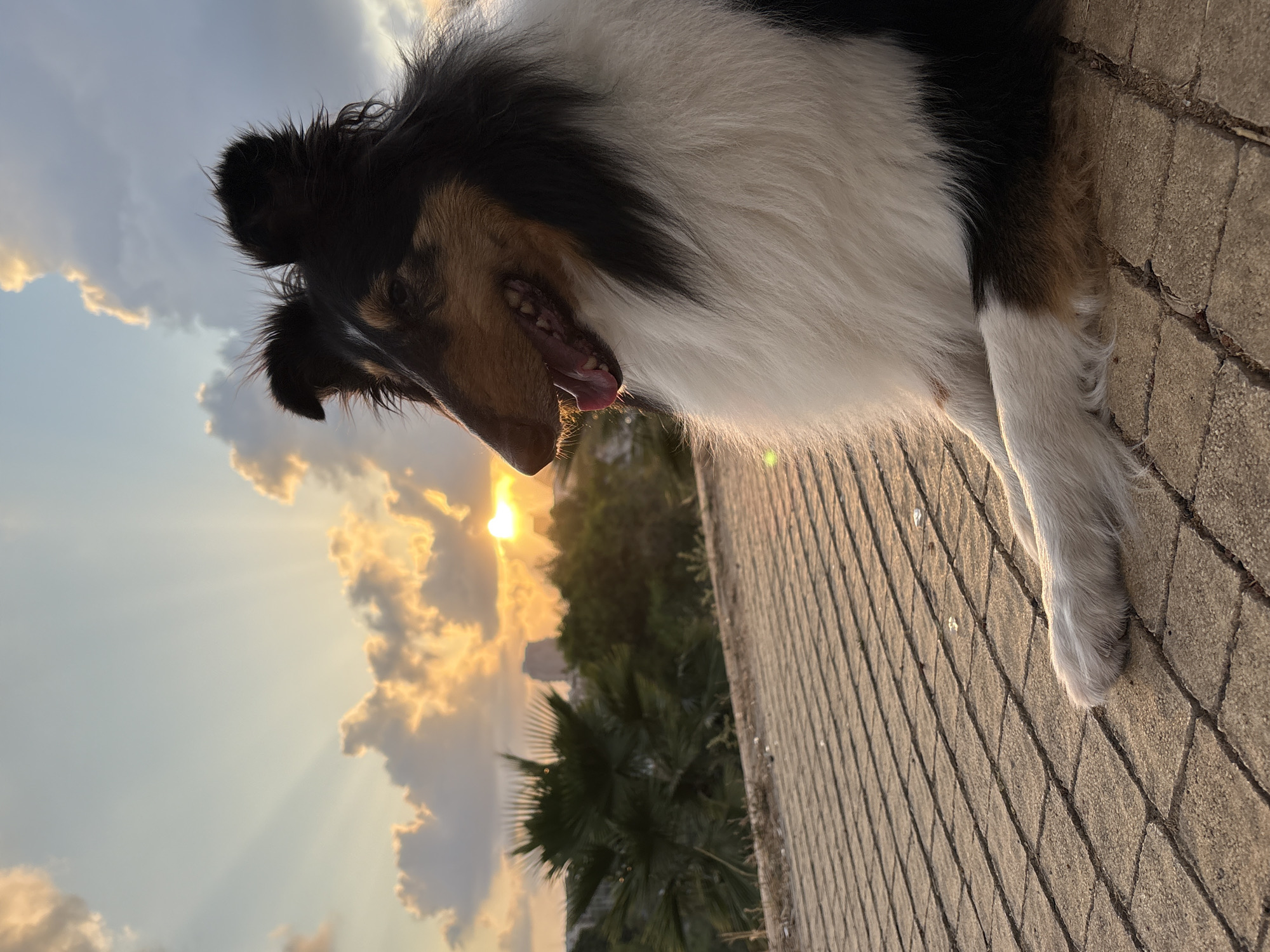 Canine Activity Reported Across Tel Aviv Area Parks