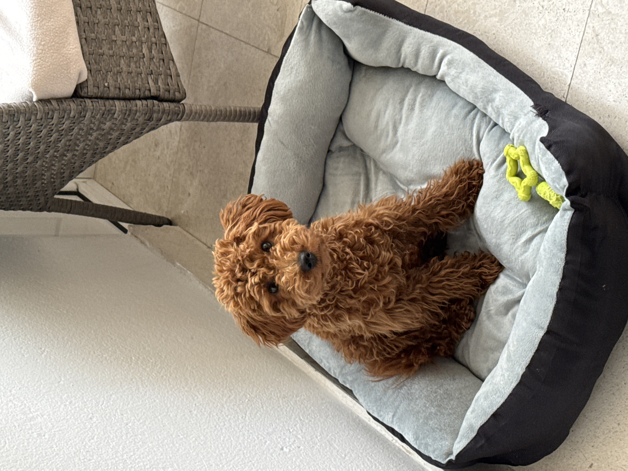 Poodle rests in dog bed in Miljevci, Montenegro