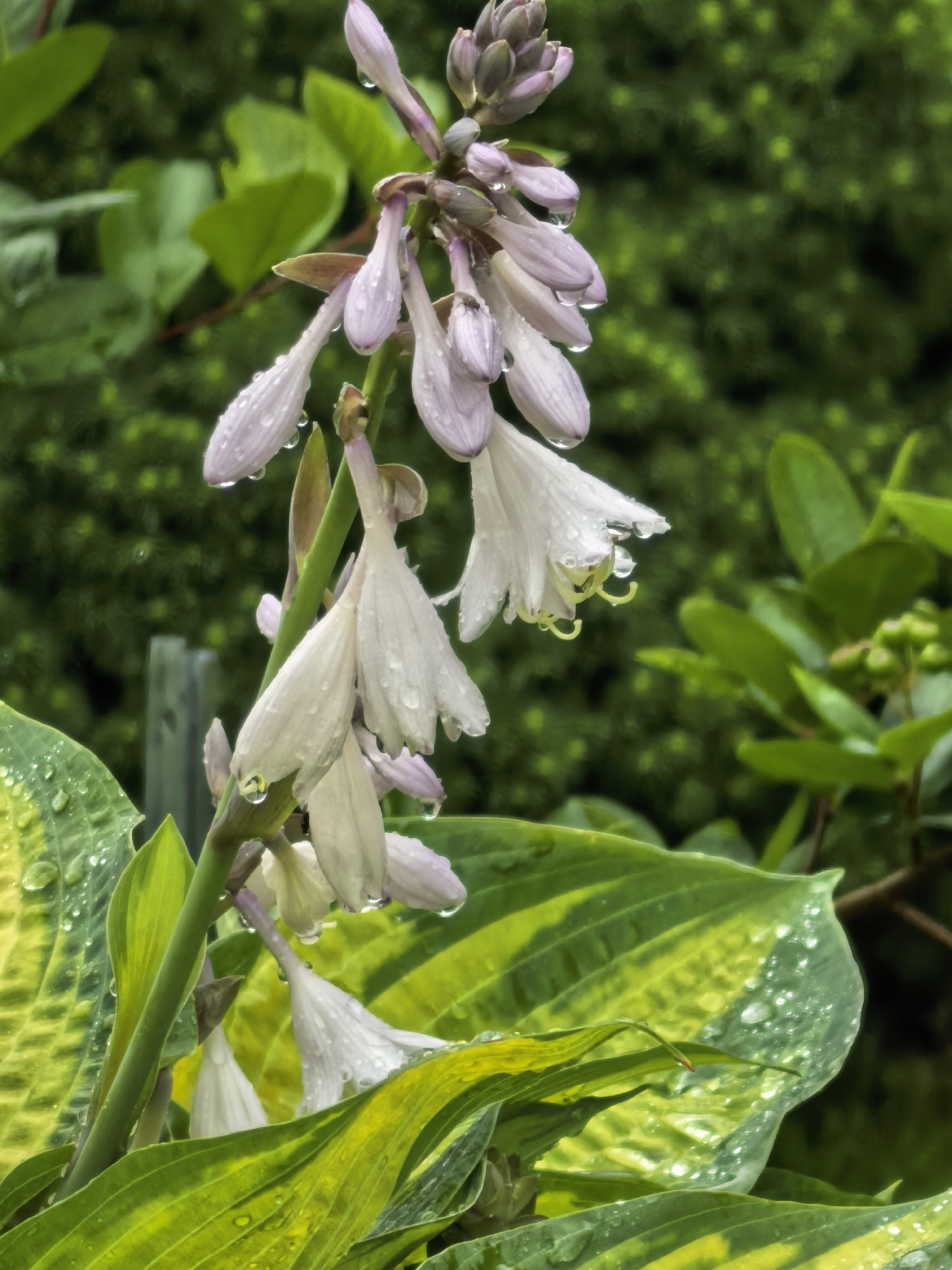 Macro shots of wet garden flowers after rain