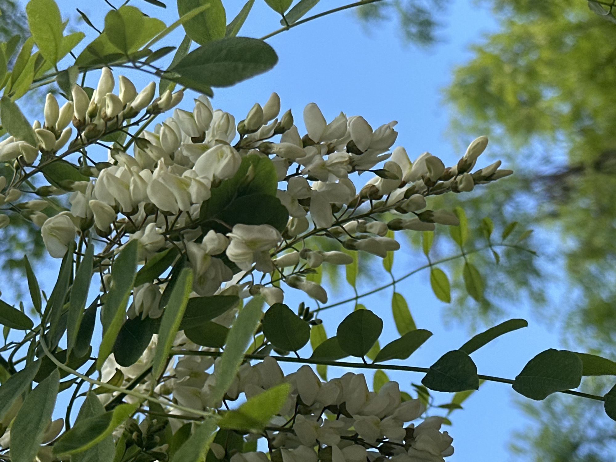 Person examines spring blooms in Stavropol botanical moment