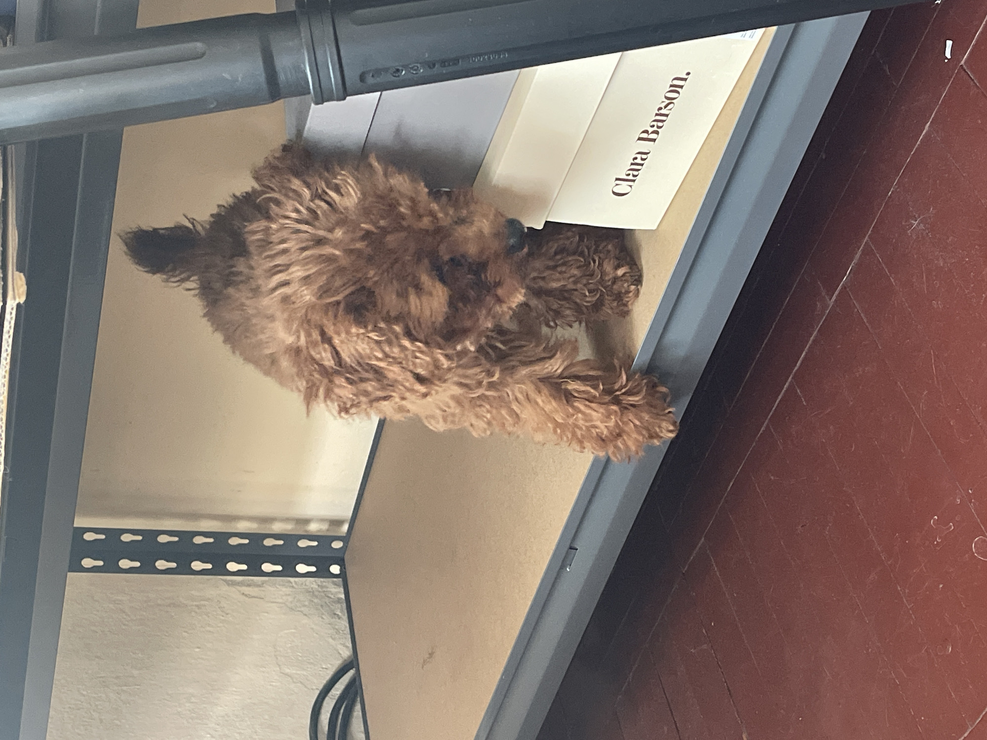 Brown poodle's morning routine documented across Sofia household