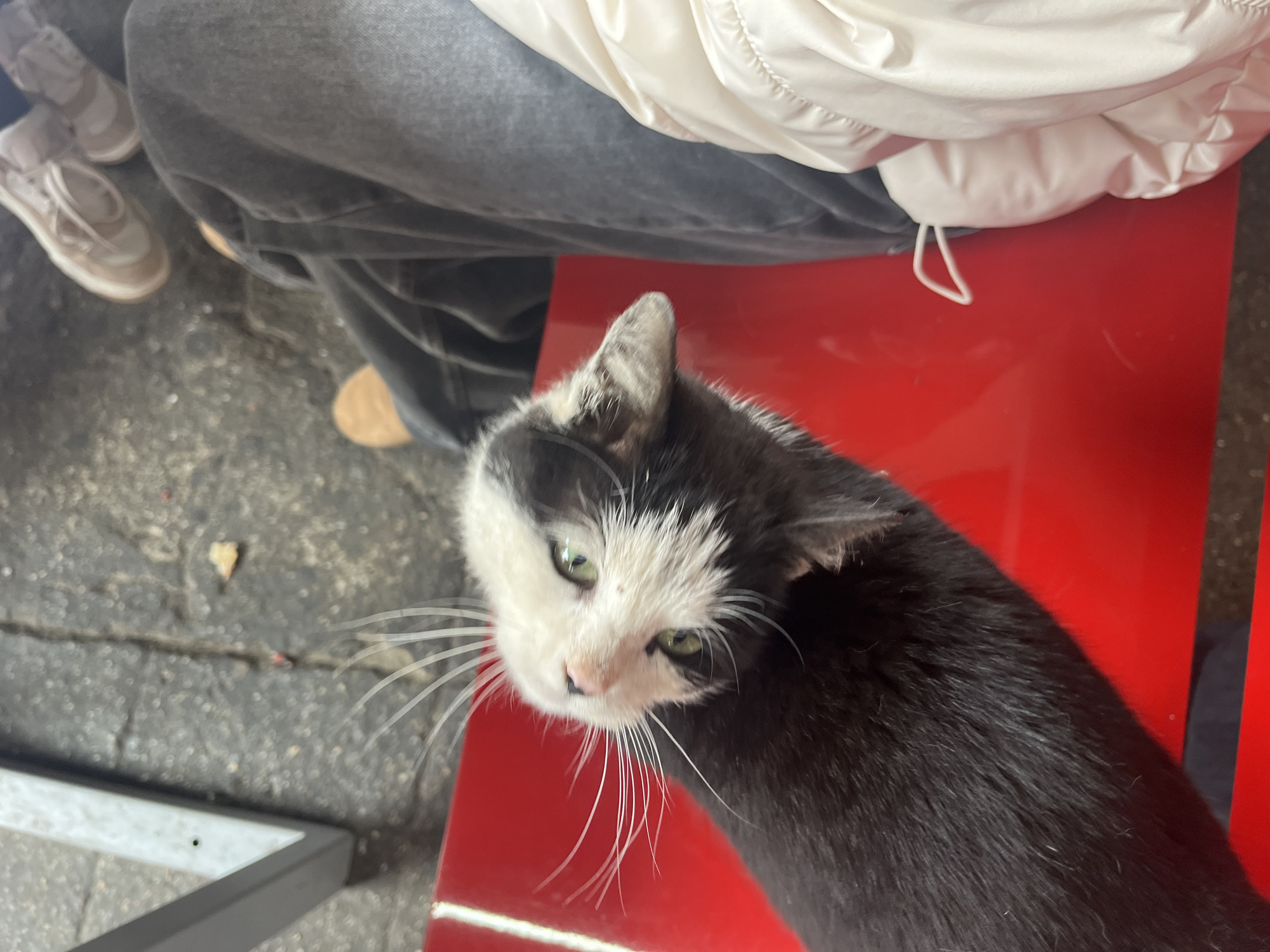 Cat sits beside person on red surface in Kazanlak