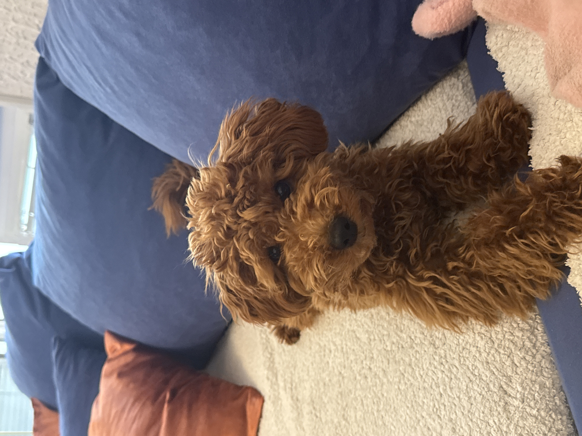 Small dog plays with toy on couch in Montenegro