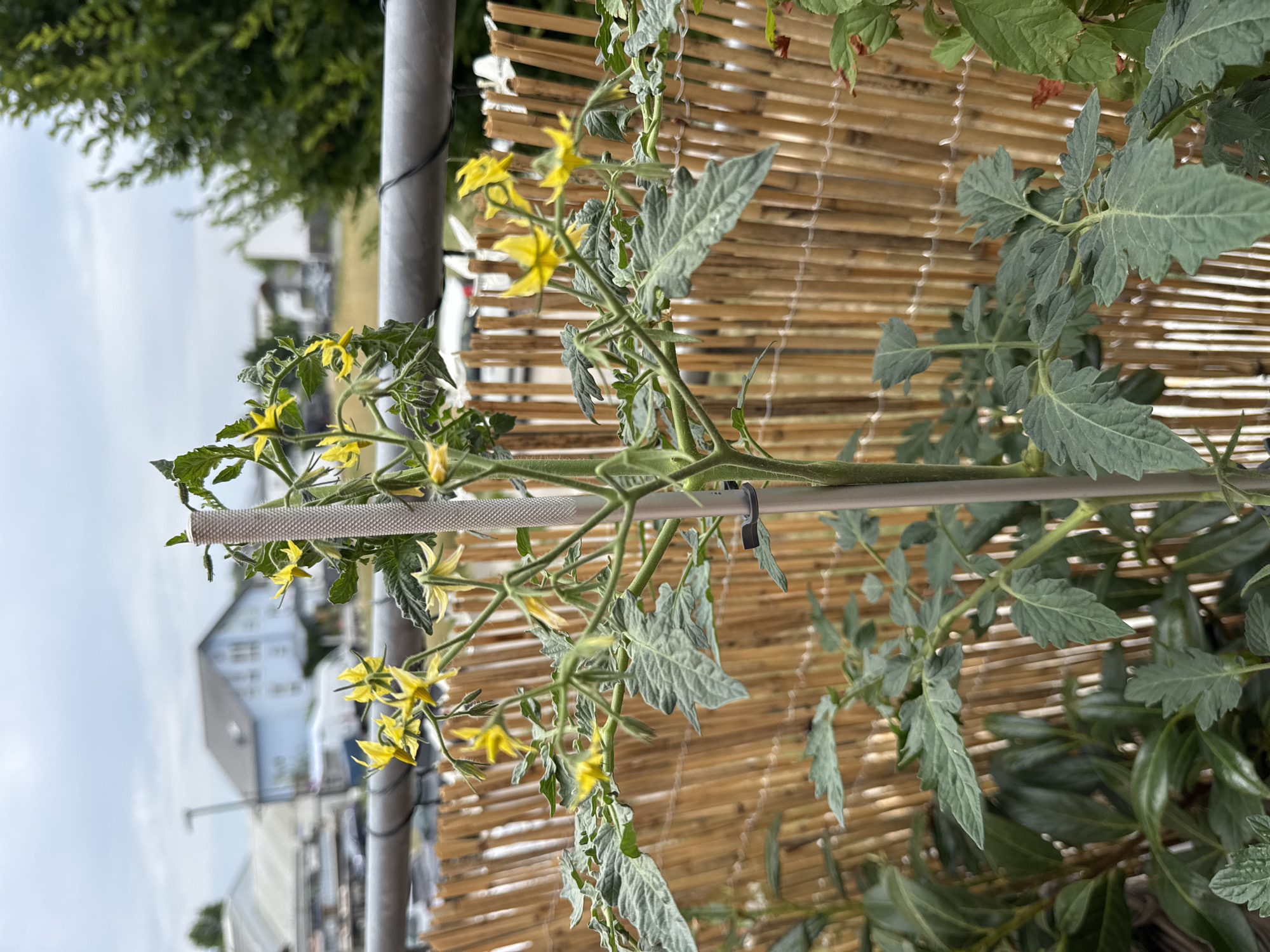Wettstetten garden in full summer growth, plant by plant