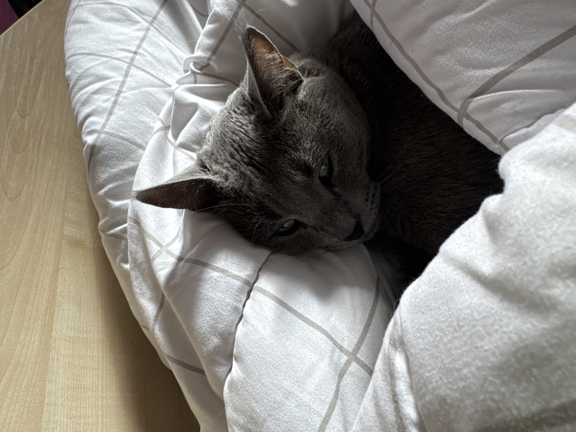 Grey cat rests on white bedding in Sofia home