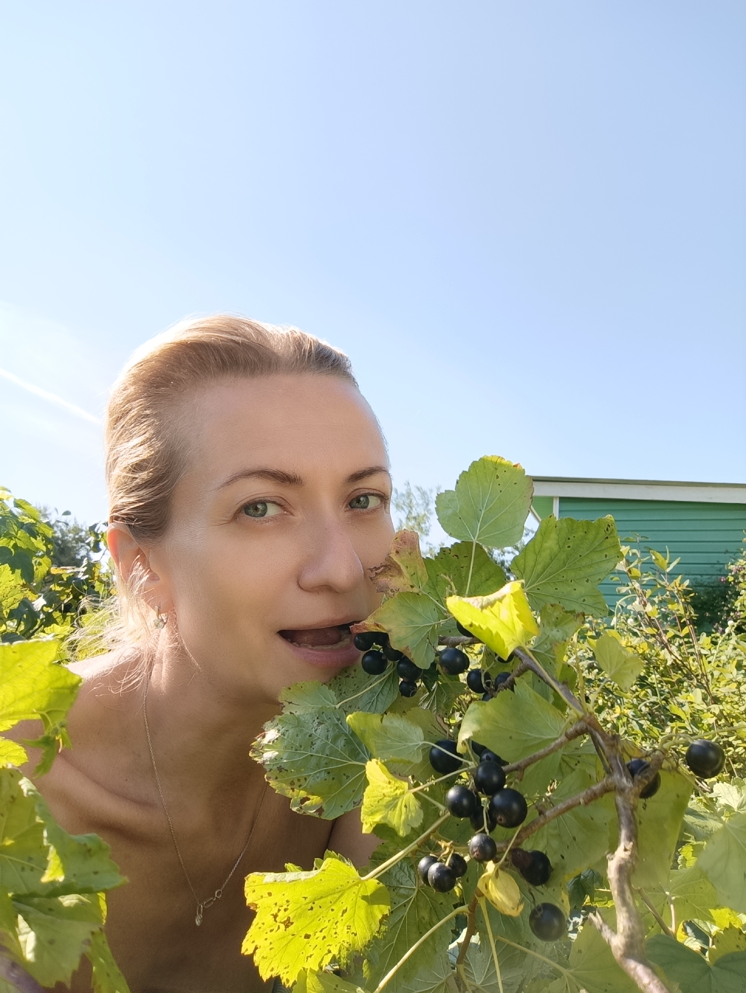 Summer afternoon in a Kommunarka garden, black currants in season