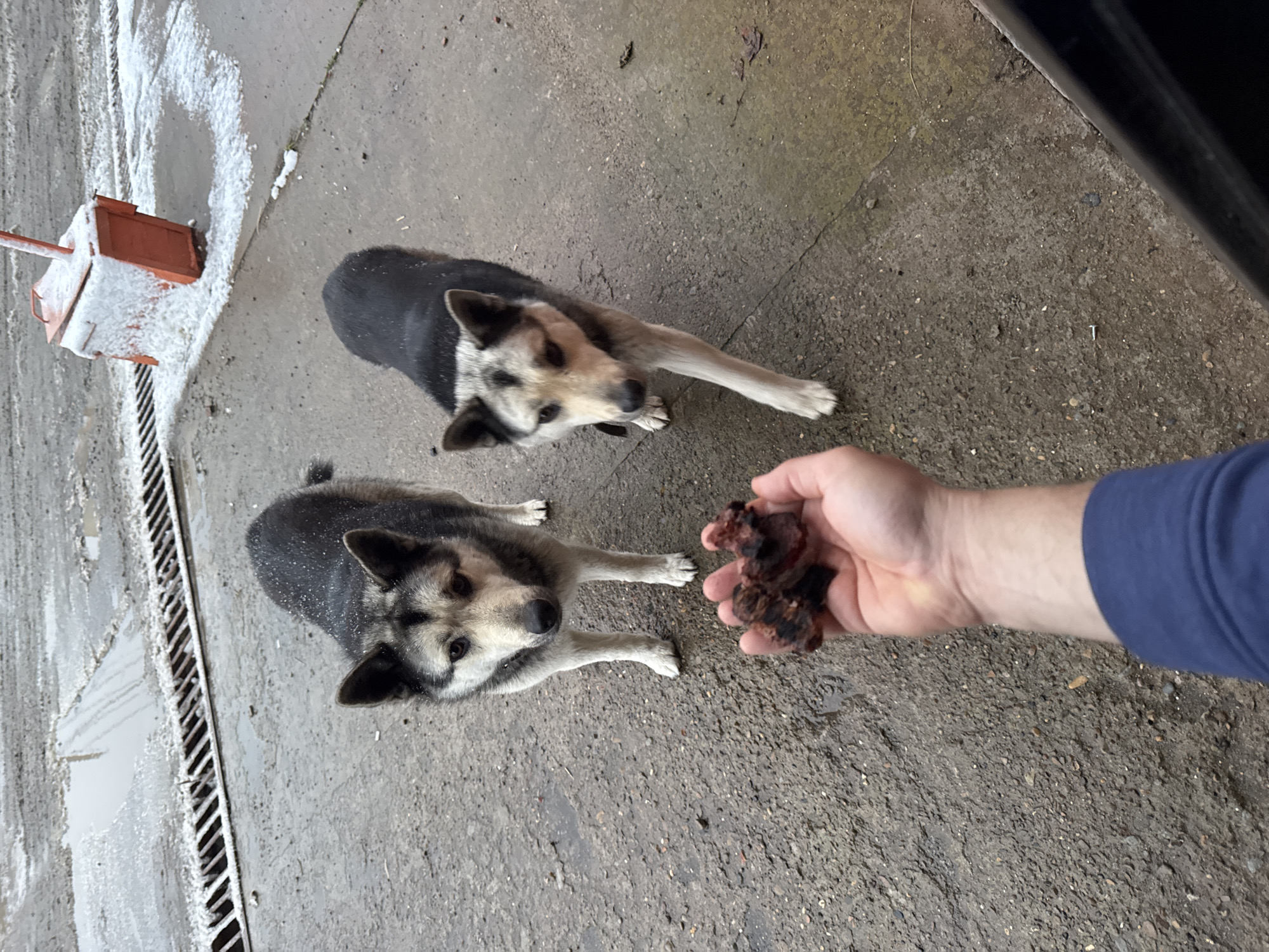 Spring scenes captured in Chaikovsky: dogs in alley, snowy riverfront