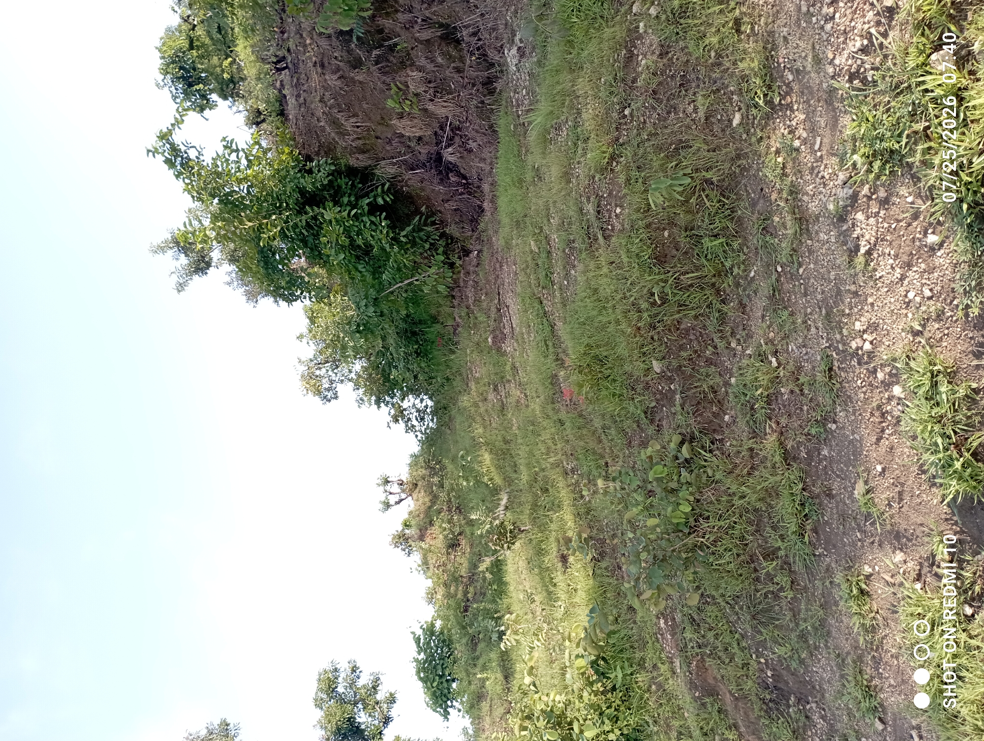 Rural Serti hillsides, farmland, and compound structures on a July morning