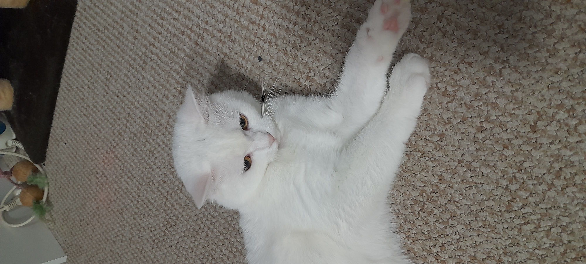 White cat lounging and stretching on a beige carpet indoors
