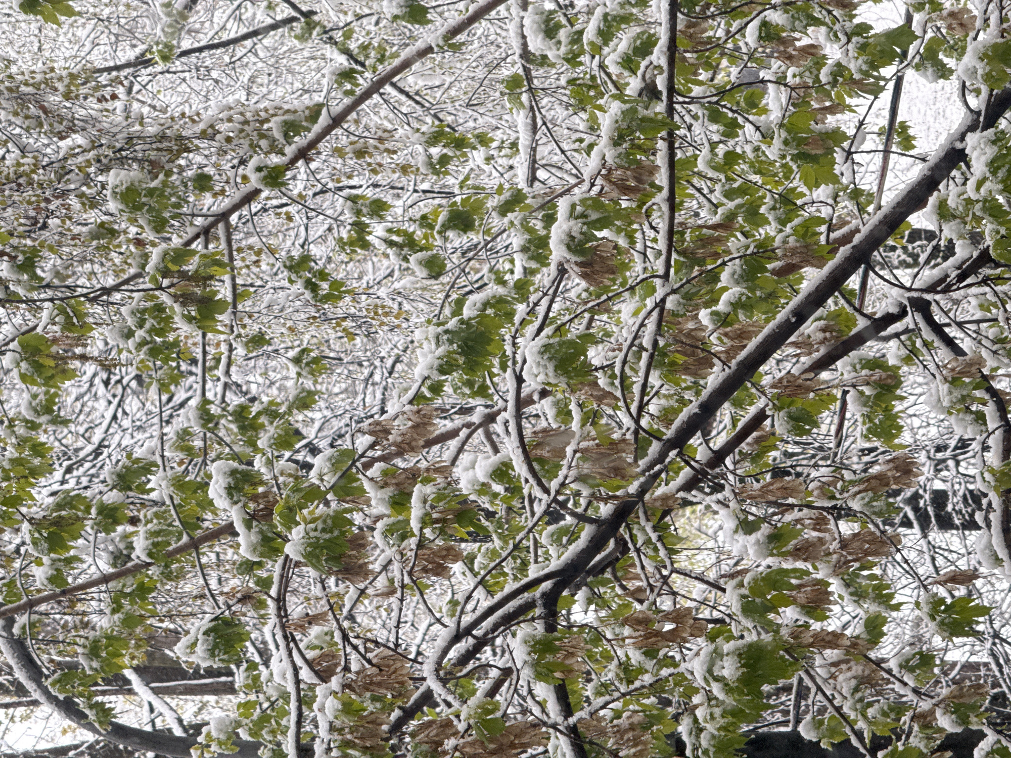 Late spring snow blankets trees in Moscow