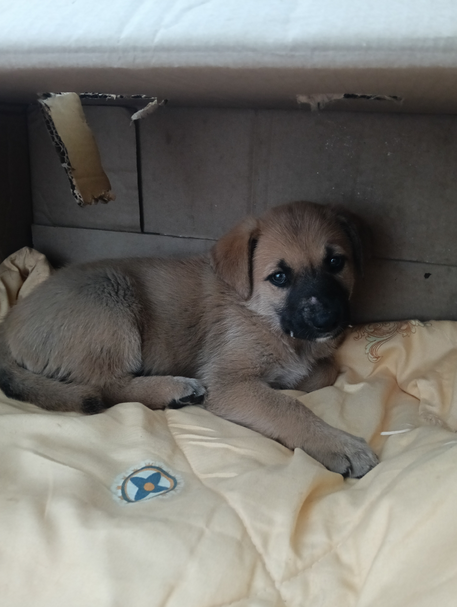 Puppies in a cardboard box, a caged dog, and Nairobi traffic