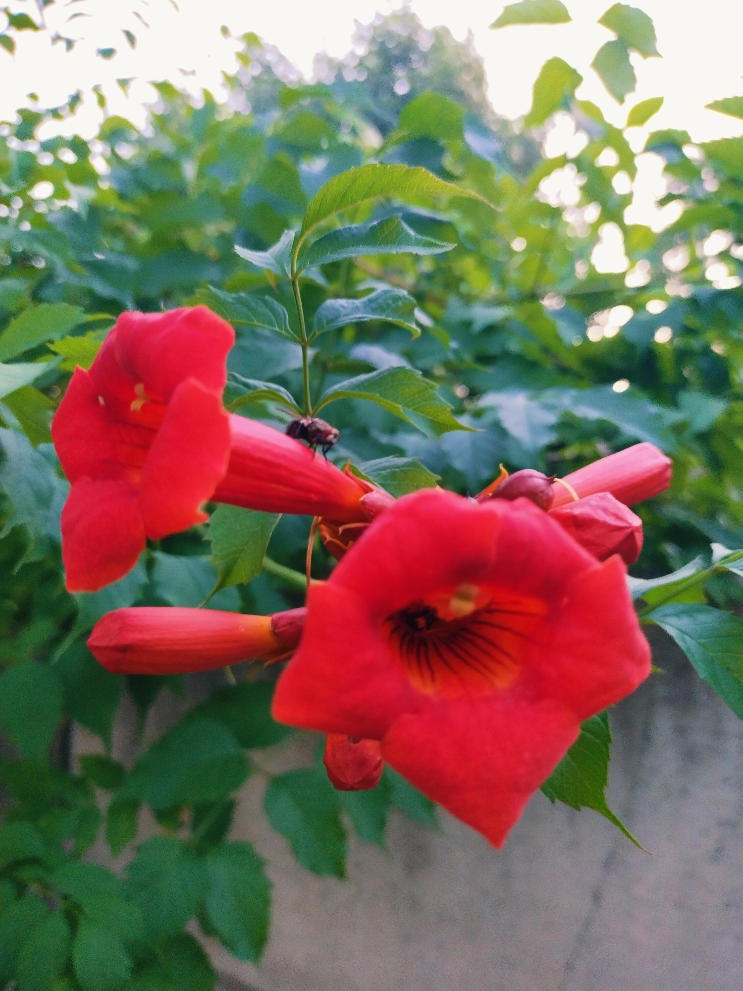 Evening stroll through Horishni Plavni: dogs, cats, and summer flora