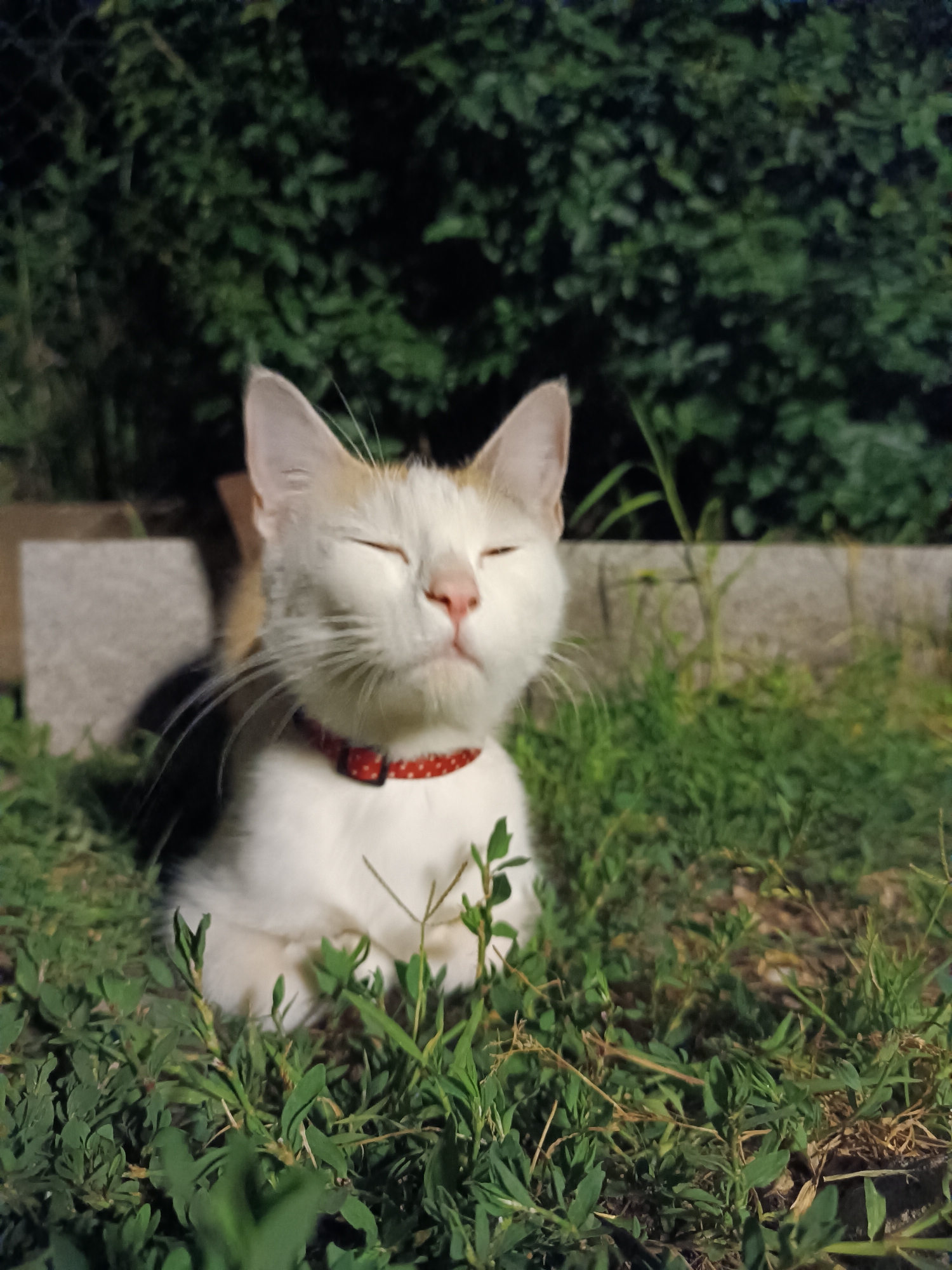 Calico cat and bonfire observed in Viadana garden evening
