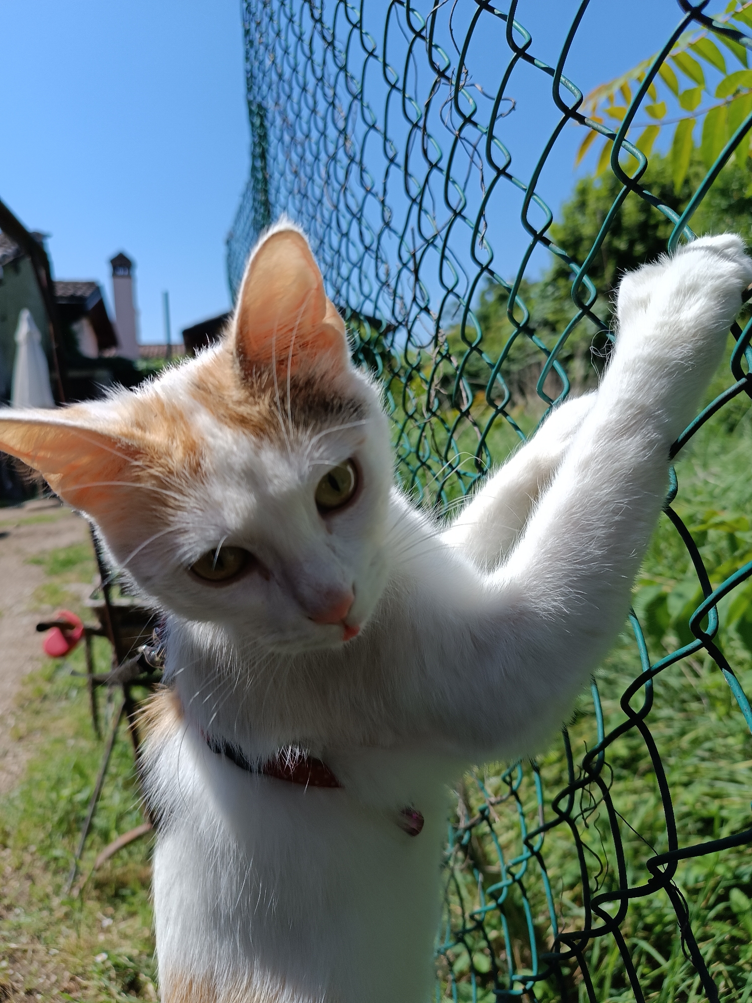 Leashed cat explores garden, drinks from watering can in Italy