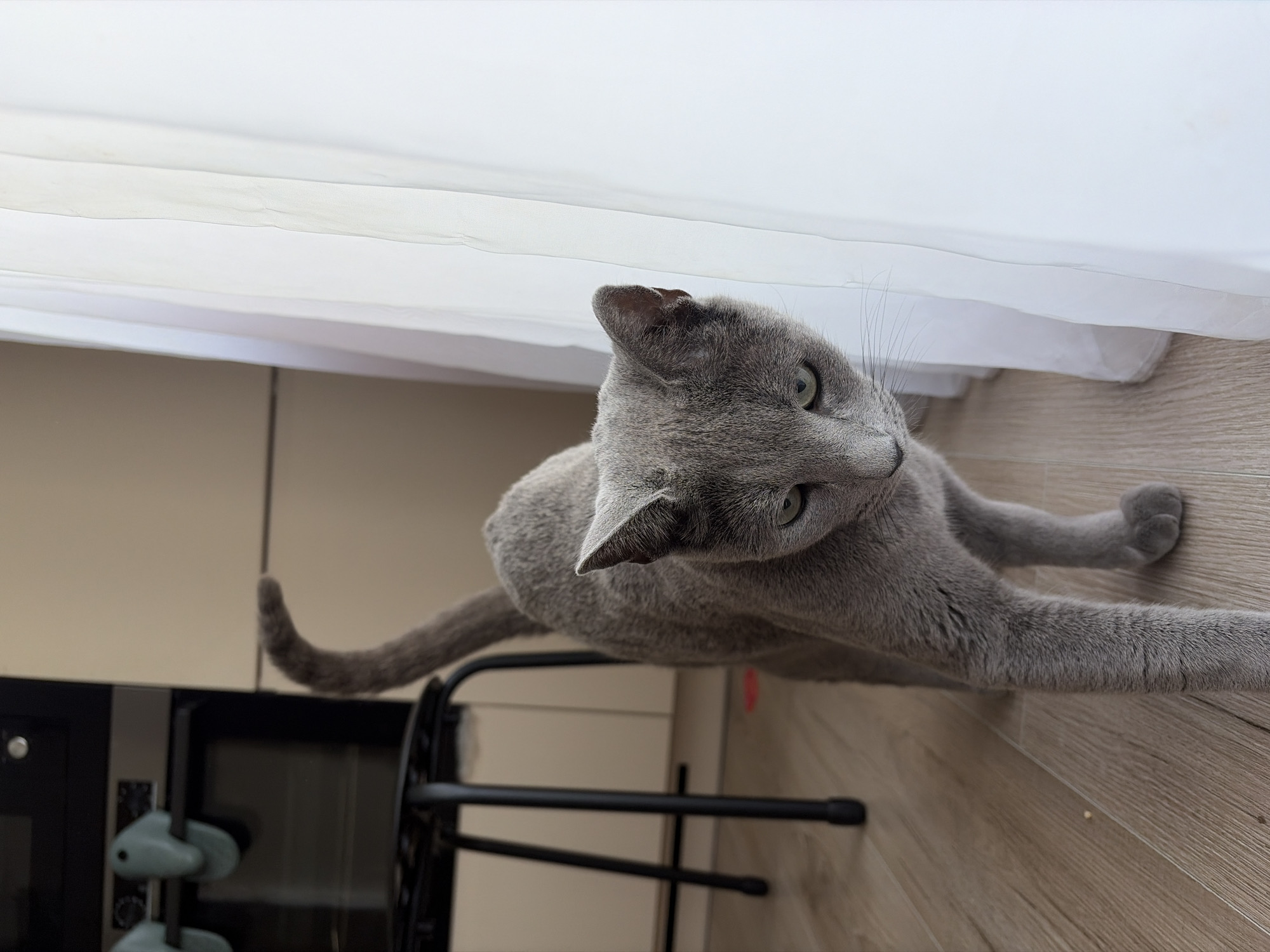 Grey cat stretches and crouches on wood floor near white curtains