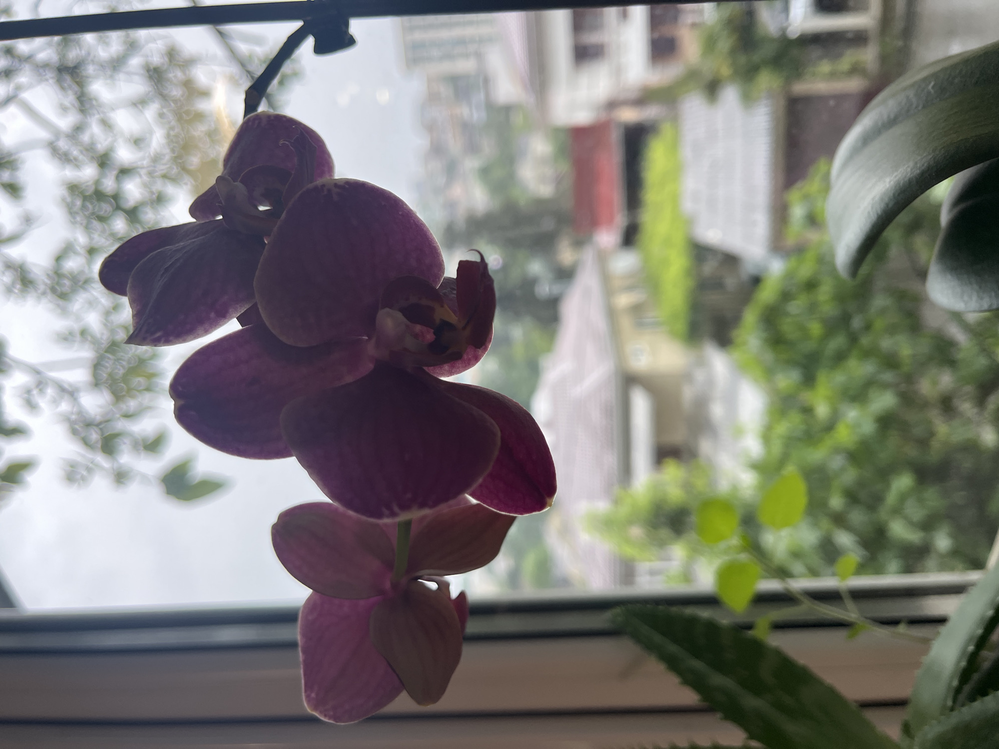 Domestic life glimpses captured during rainy morning in Sochi