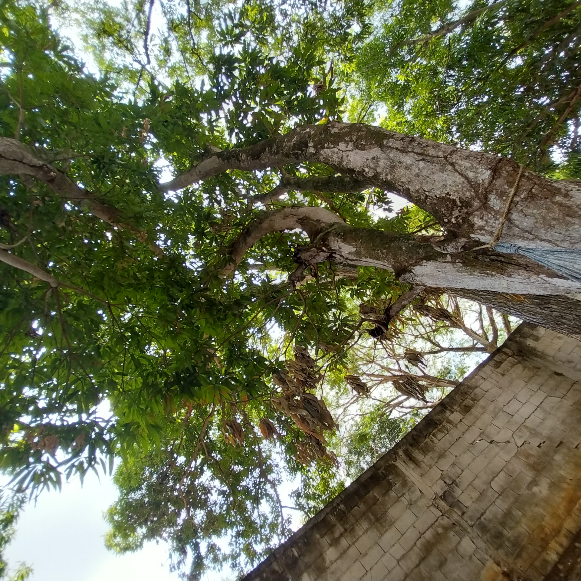 Tree with moss-covered branch photographed in Tinaquillo, Venezuela