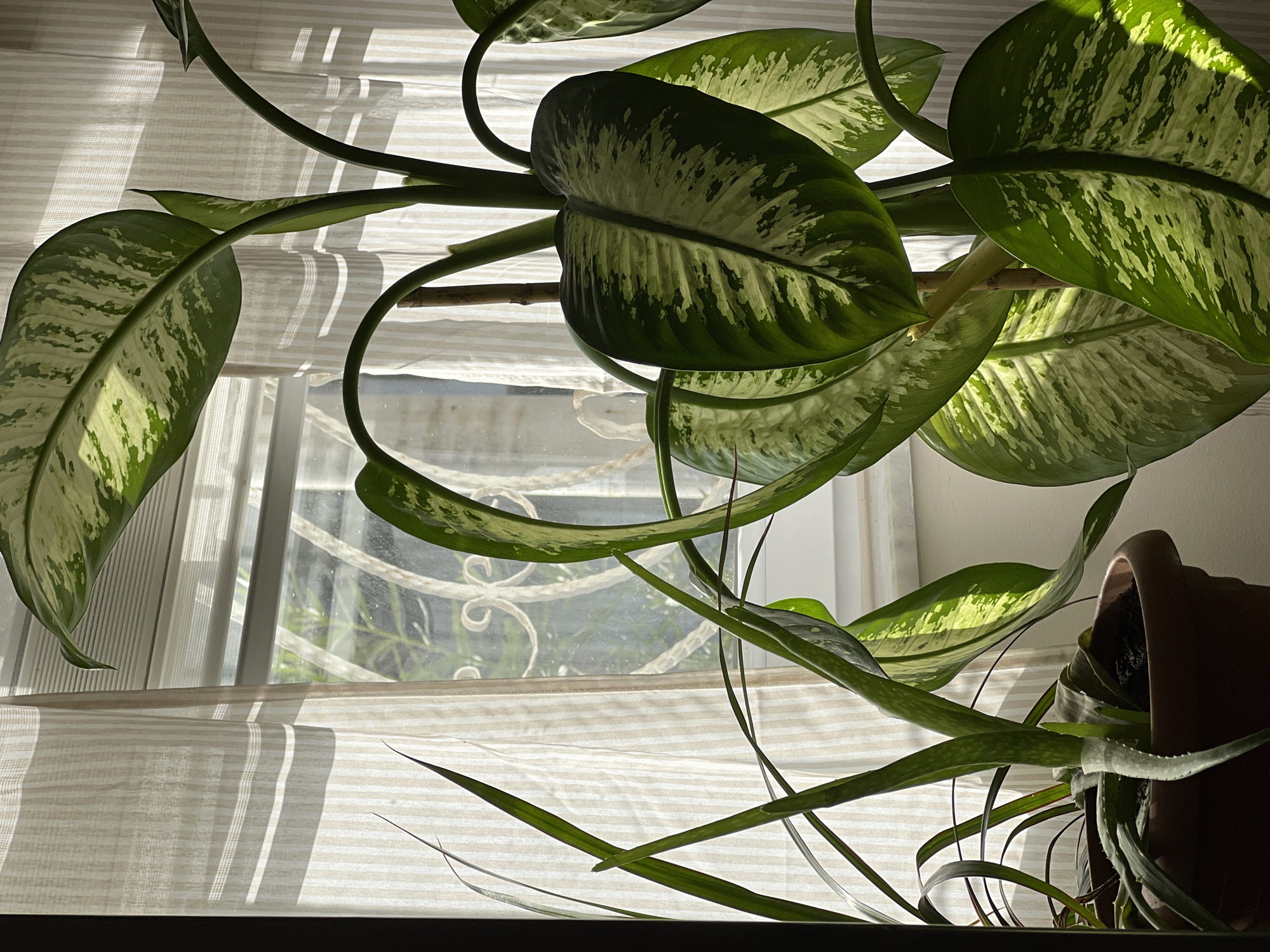 Morning light, houseplants, and oleander in Antalya