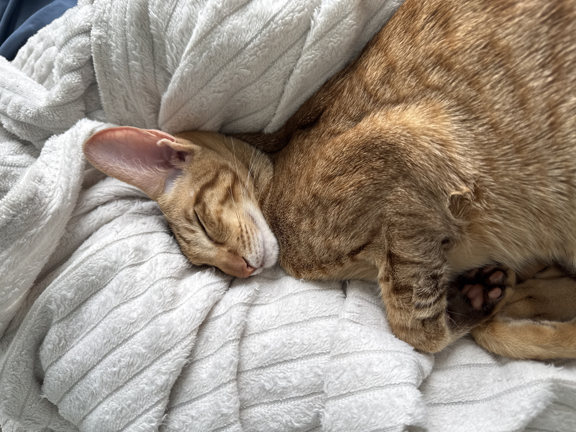 Cat sleeps peacefully on striped towel in Moscow