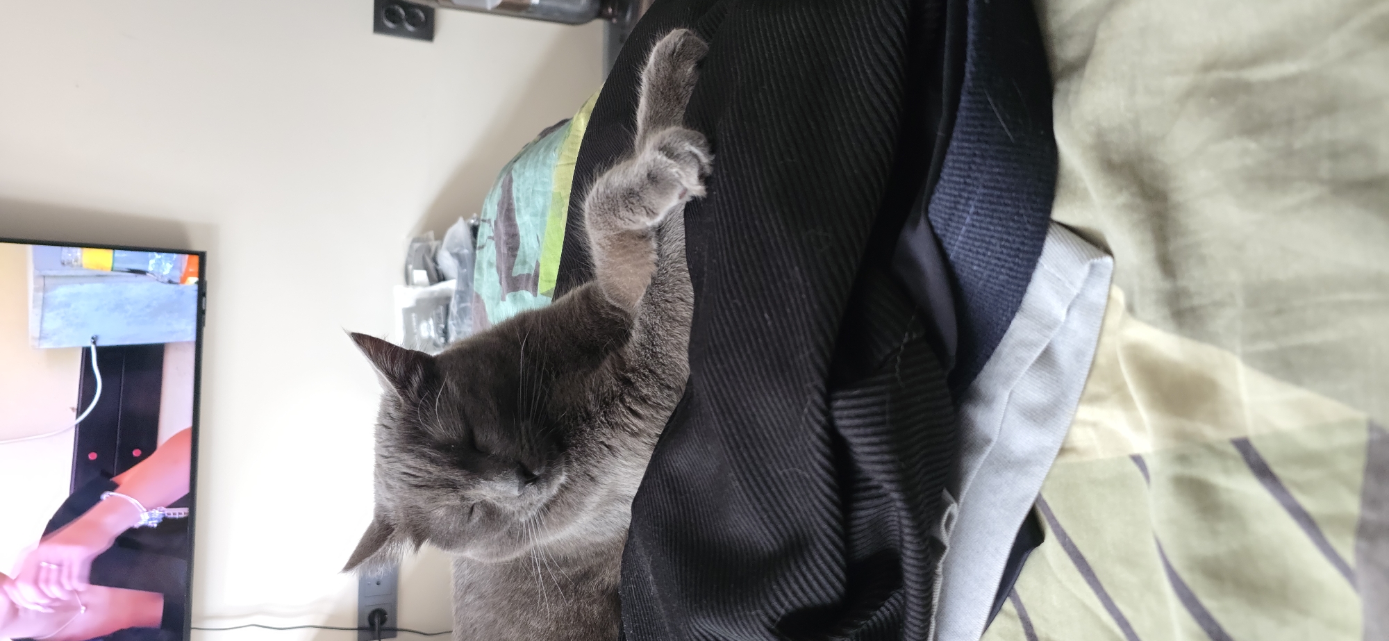 Gray cat rests indoors, gets petted on bed