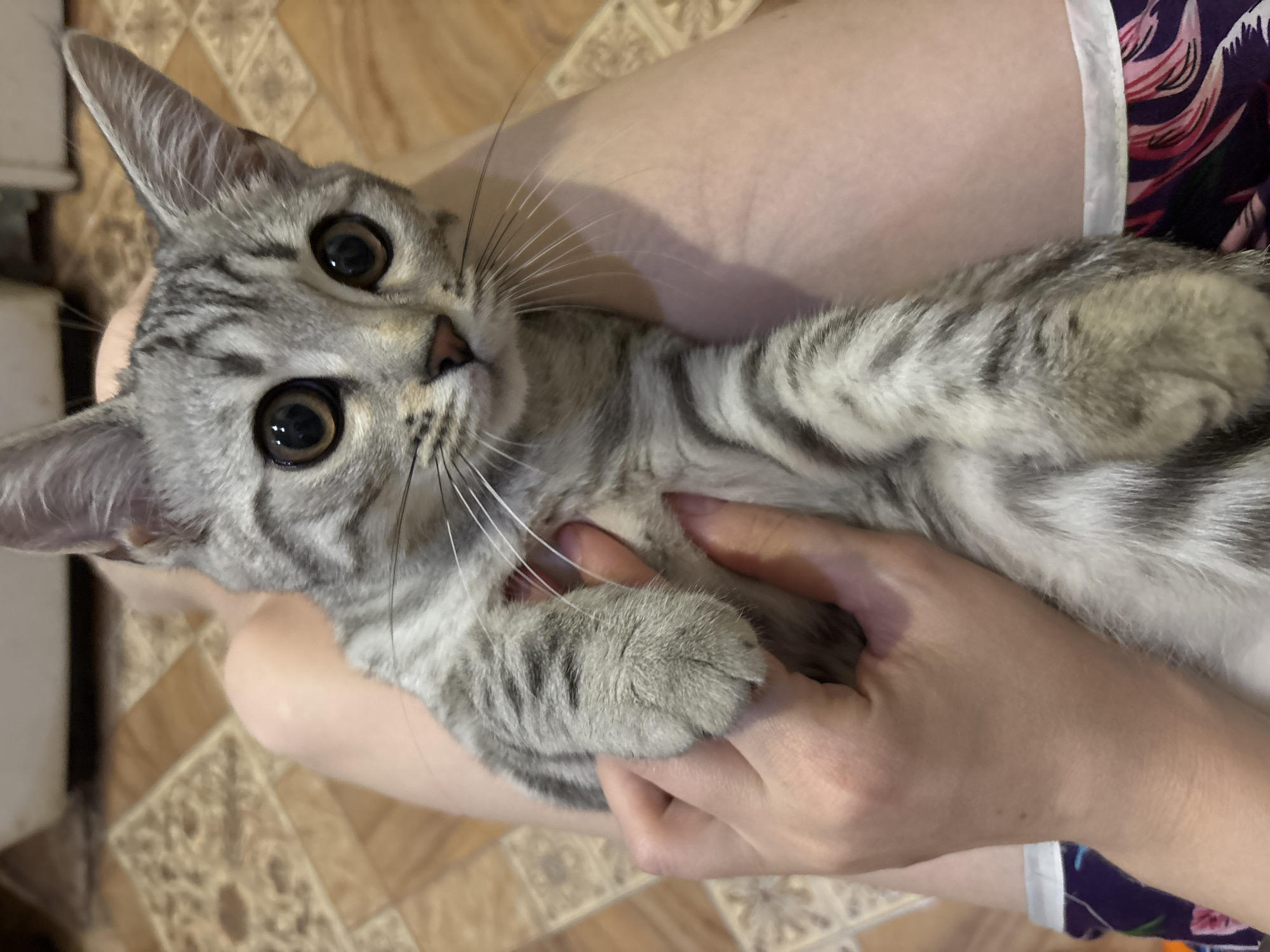 Striped gray cat looks straight into the camera, paws held