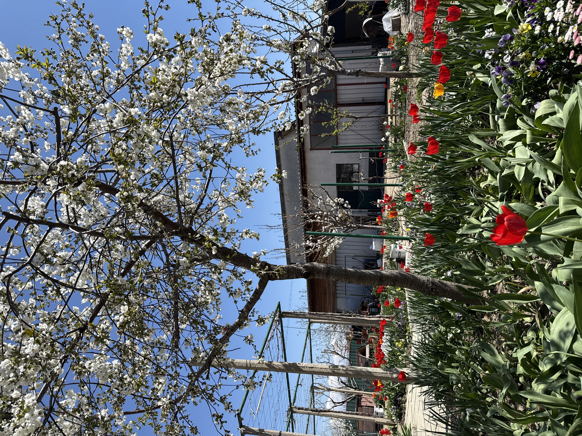 Spring blooms documented in Trud, Bulgaria garden scene