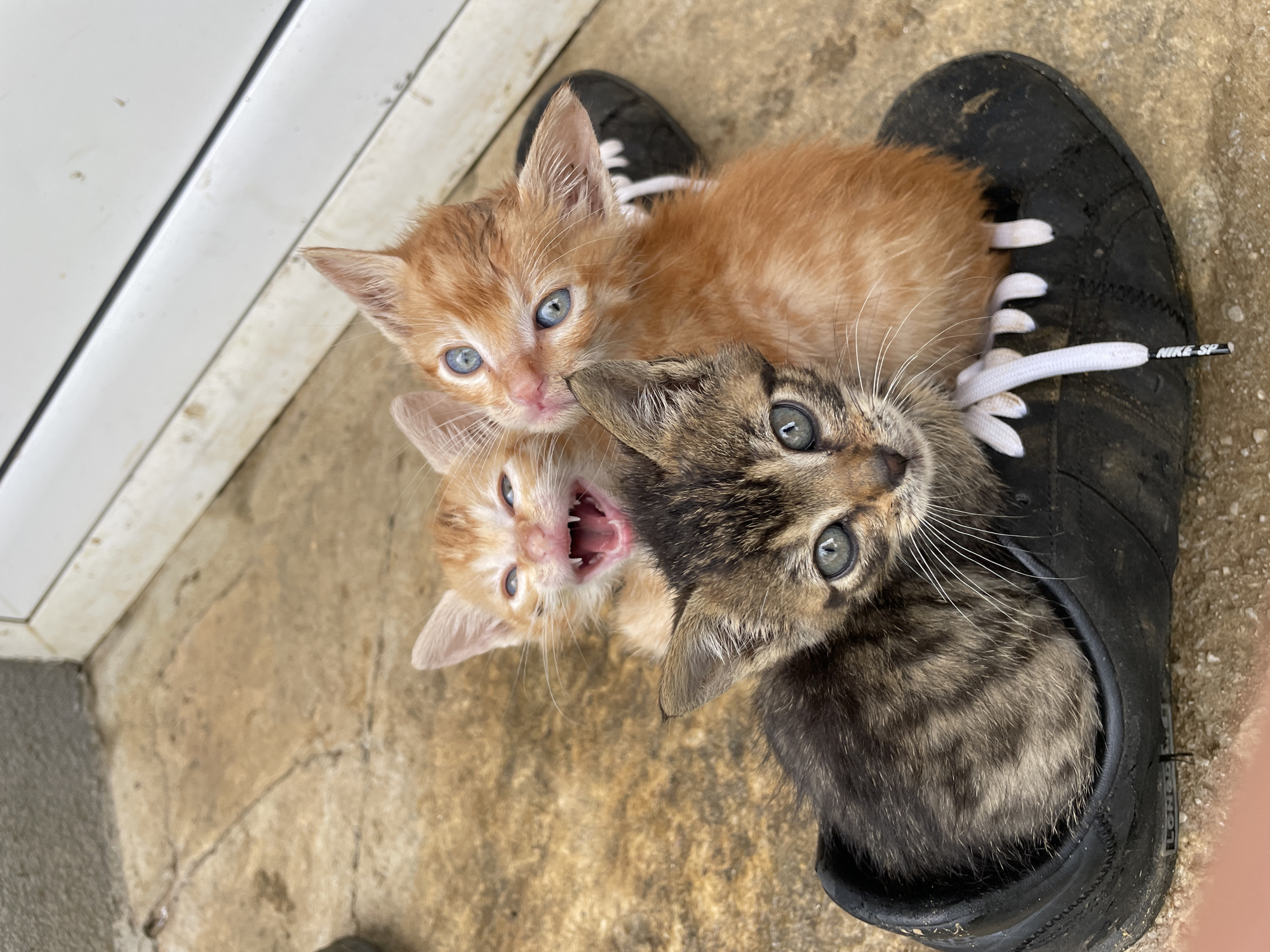 Kittens shelter in shoe, Zlatograd Bulgaria afternoon