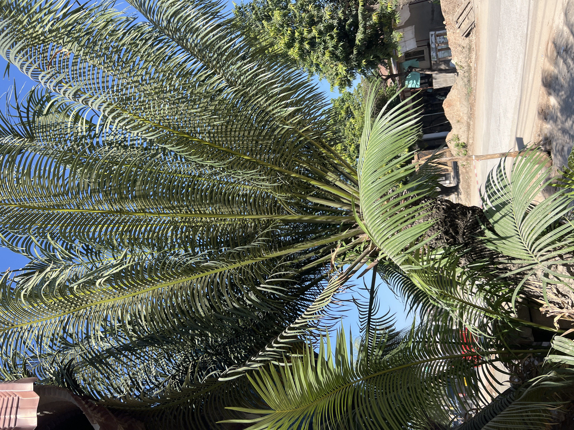 Trees and a thermos on a clear Dar es Salaam morning