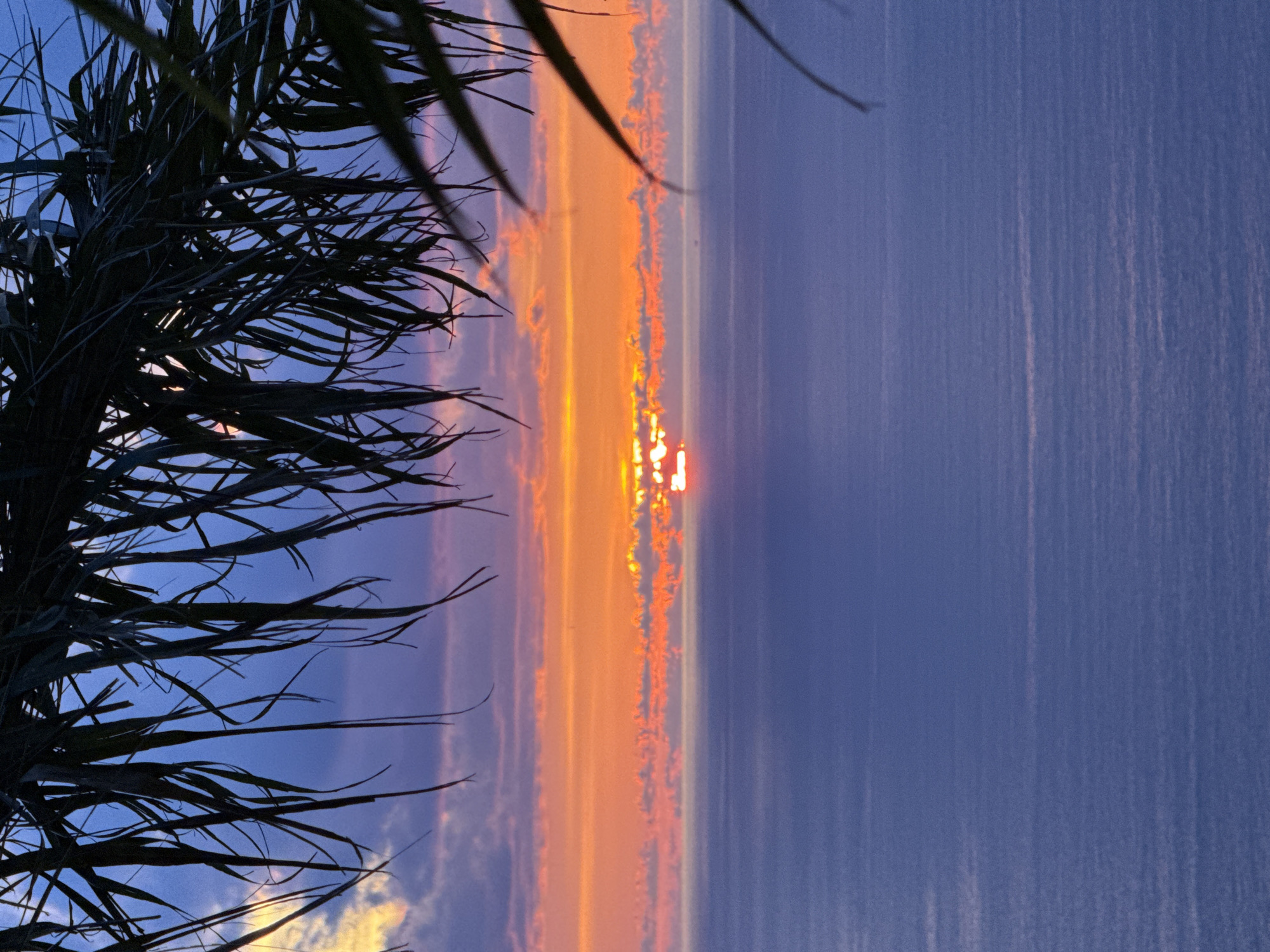 Dramatic ocean sunset with multiple perspectives and palm framing