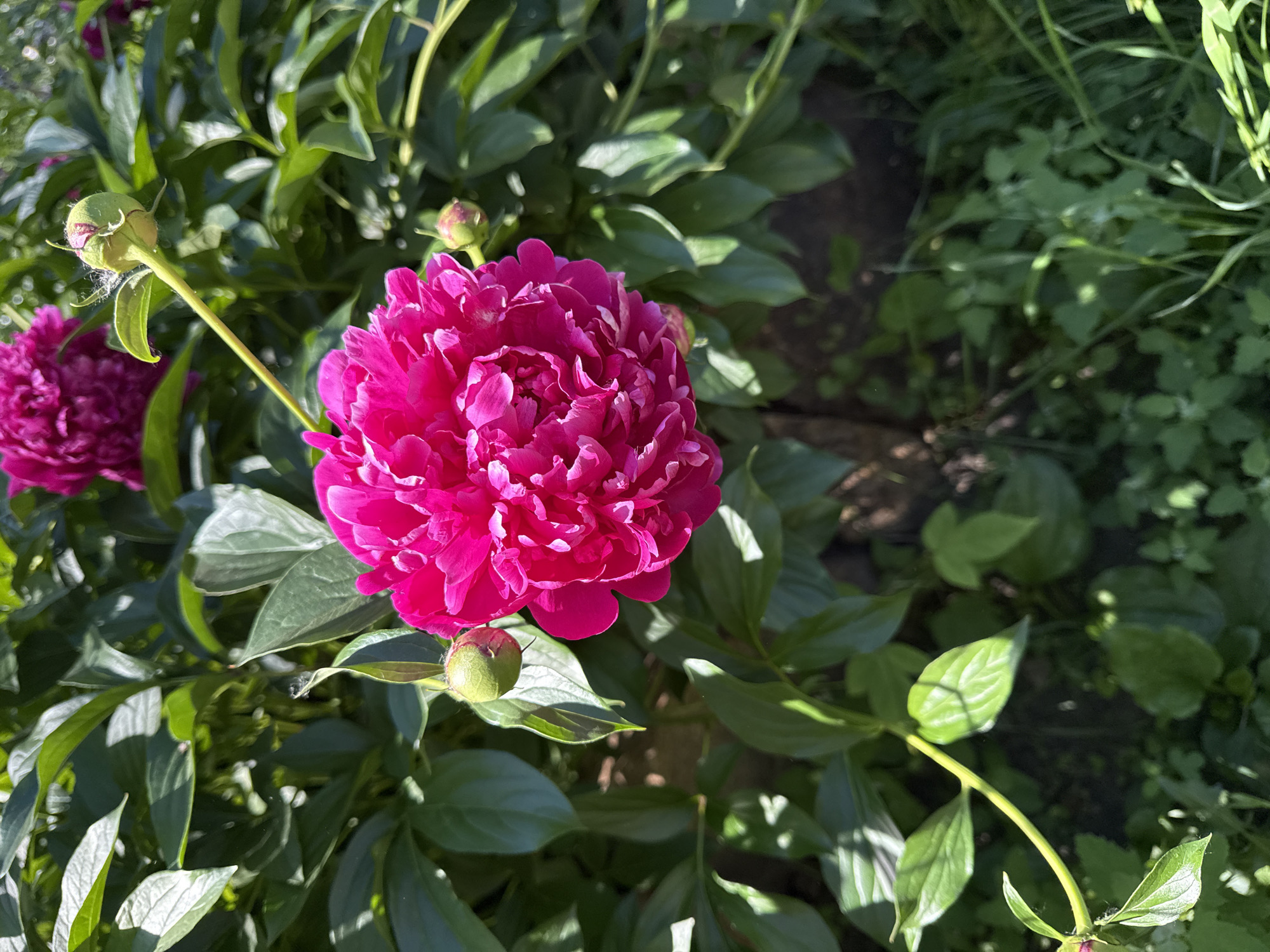 Gray cat at home, with peonies and garden flowers nearby