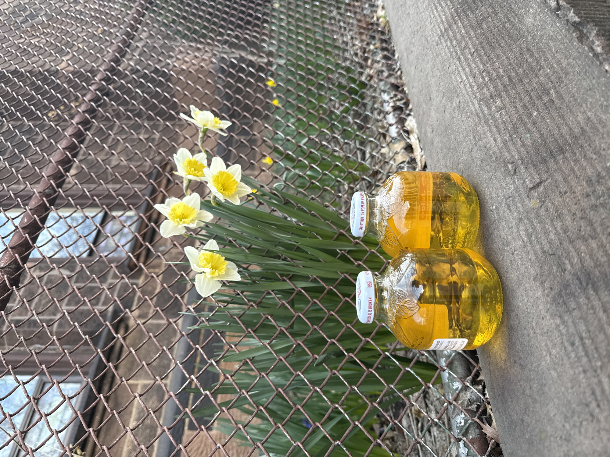 Spring blooms, street purchases, online viewing in NYC