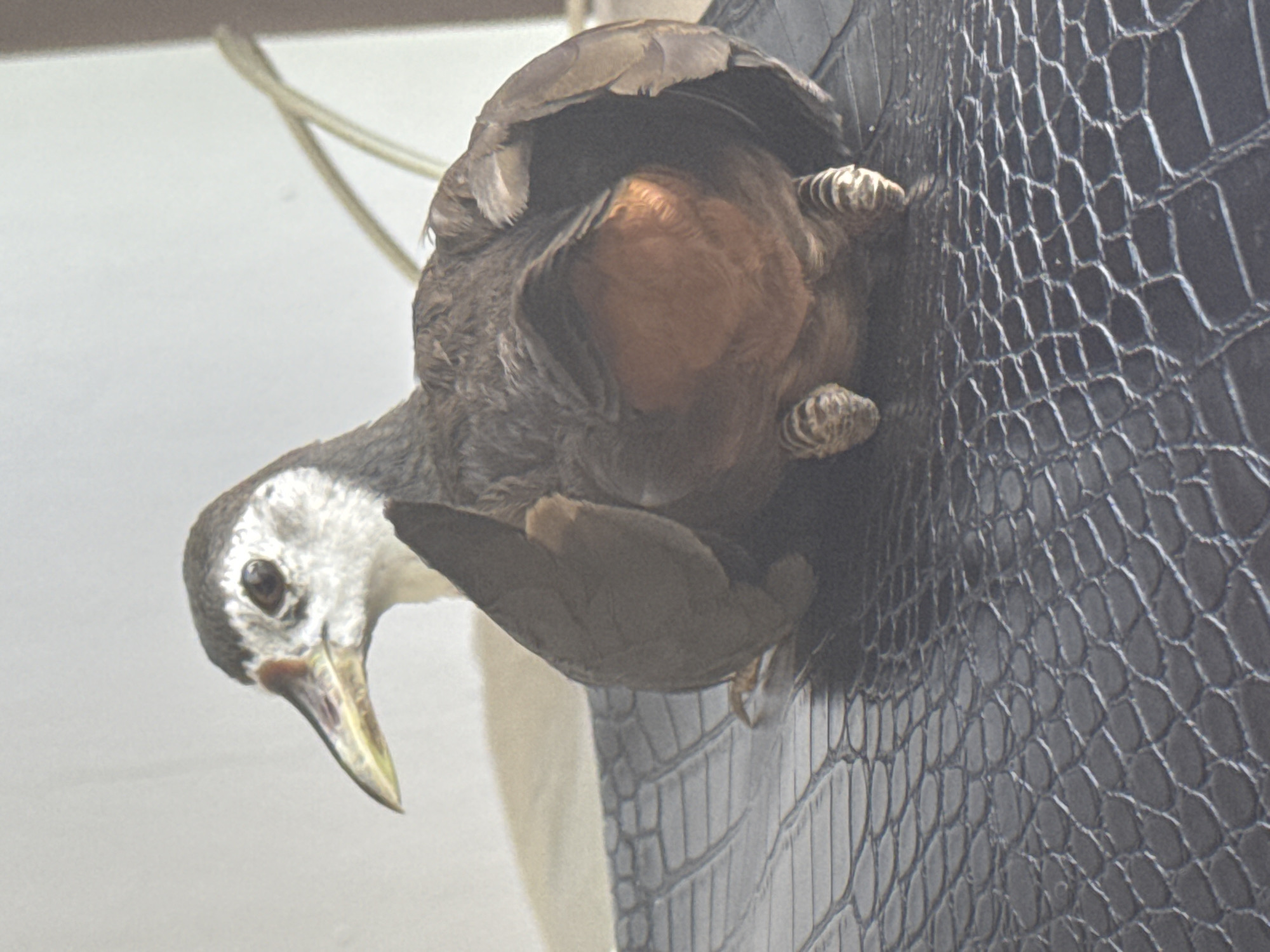 Waterbirds forage among personal belongings in Kuta Selatan Indonesia