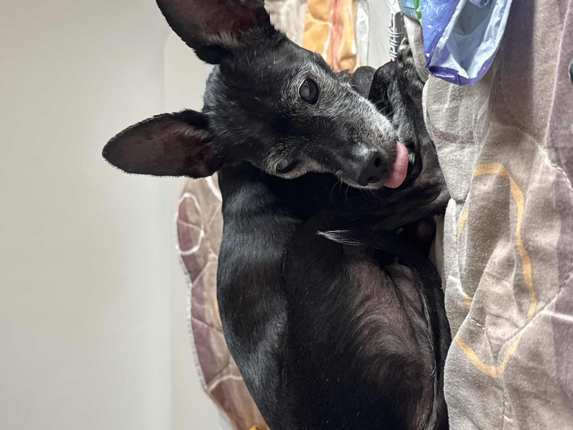 Woman takes selfies, elderly dog rests in Plovdiv bedroom