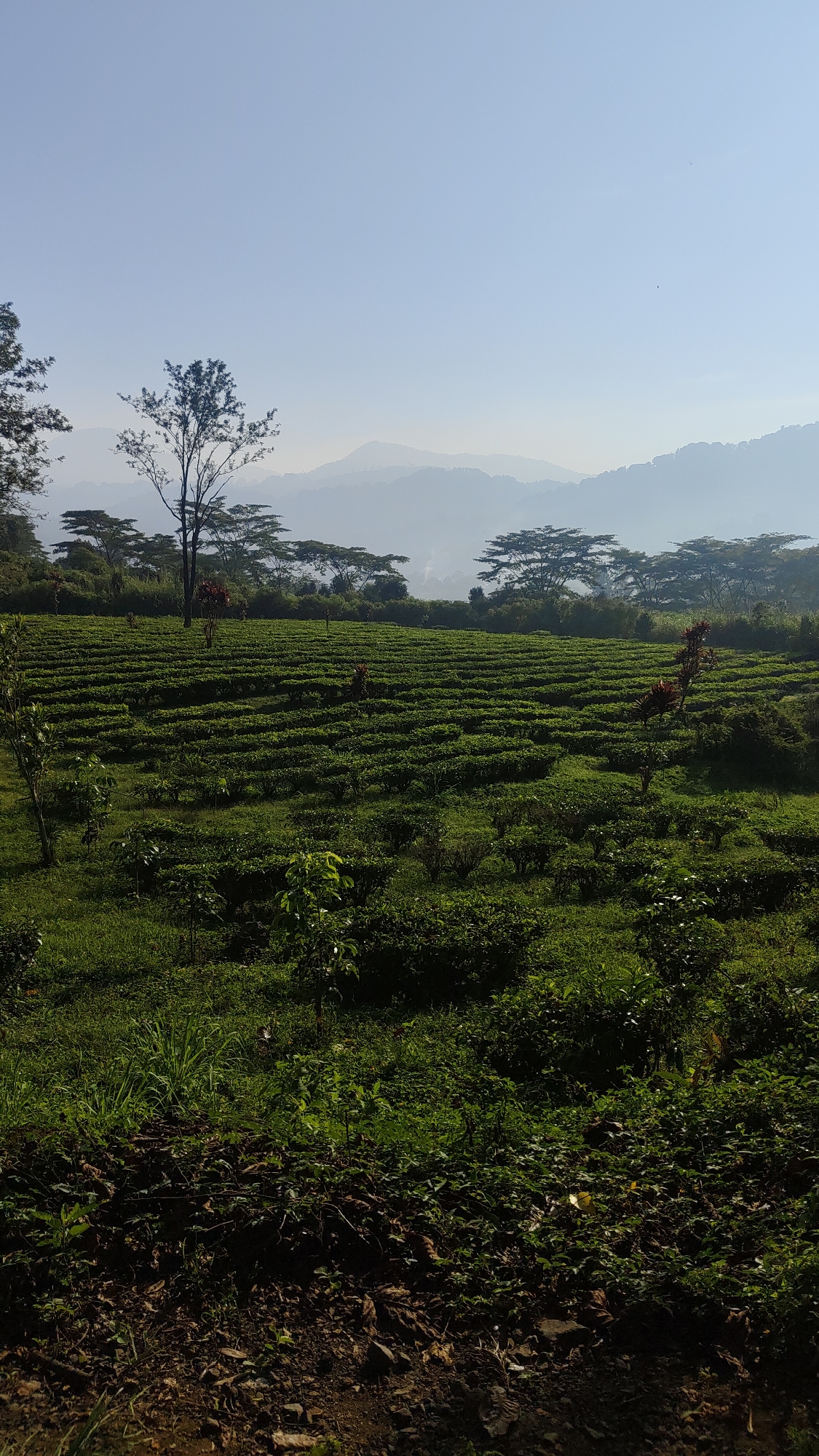Morning stroll through Cisarua's misty roads and tea-covered hills