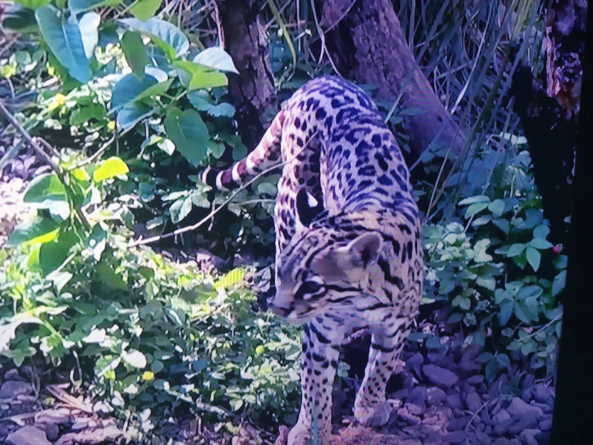 Exotic wildlife close-ups clustered in an unlikely location