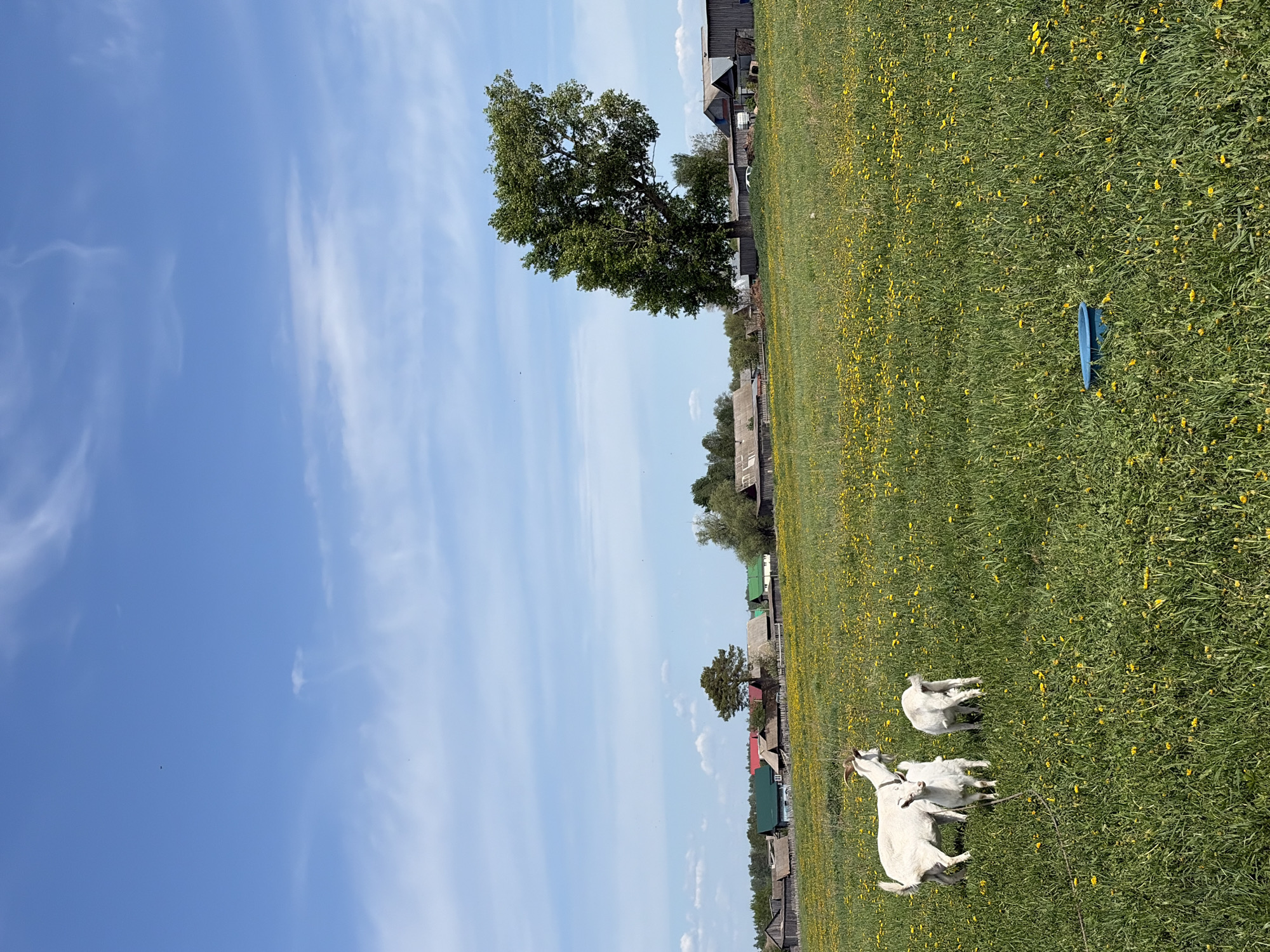 White goats graze in wildflower field in rural Russia