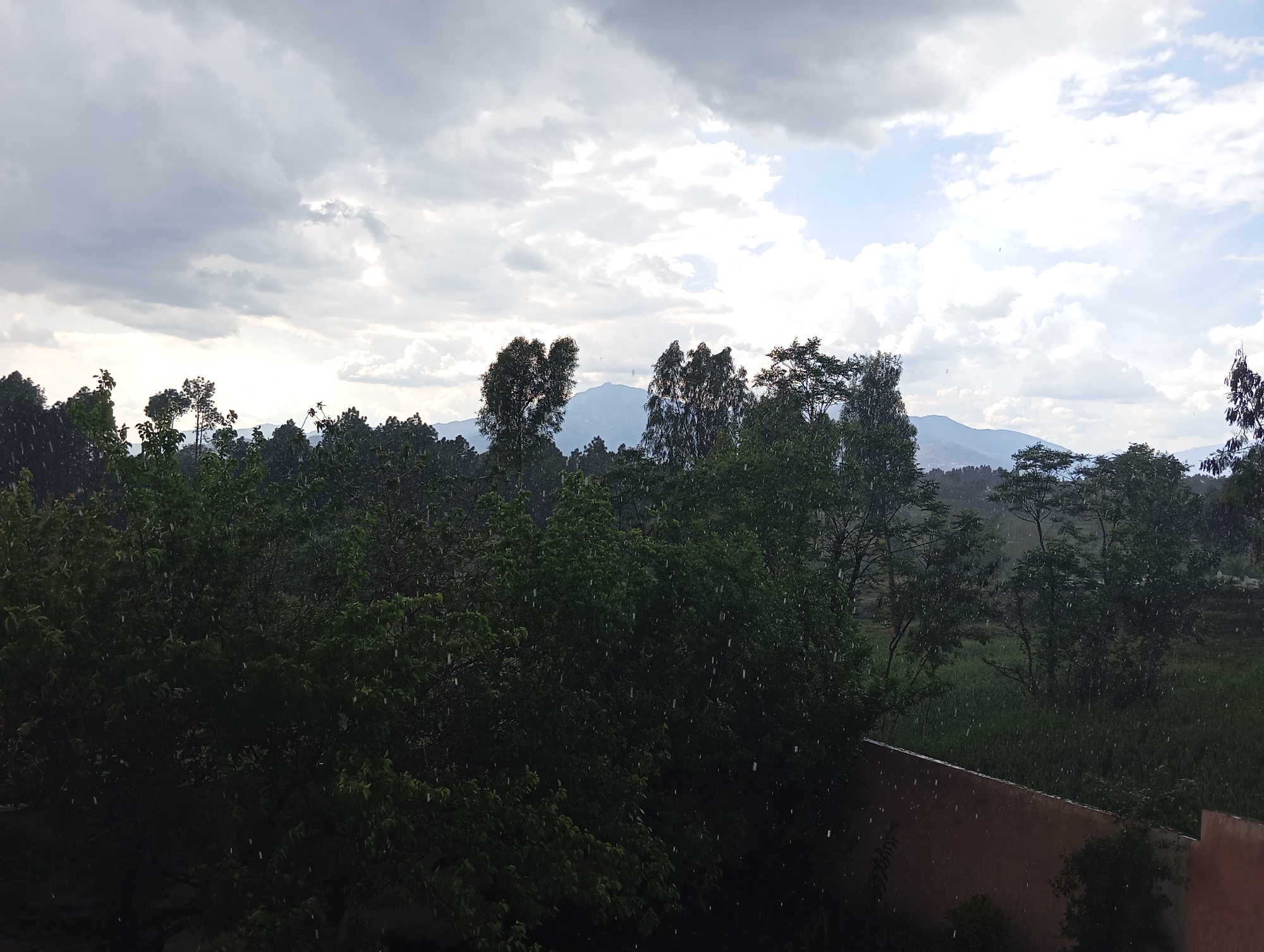 Rainy landscape with green vegetation documented by witness