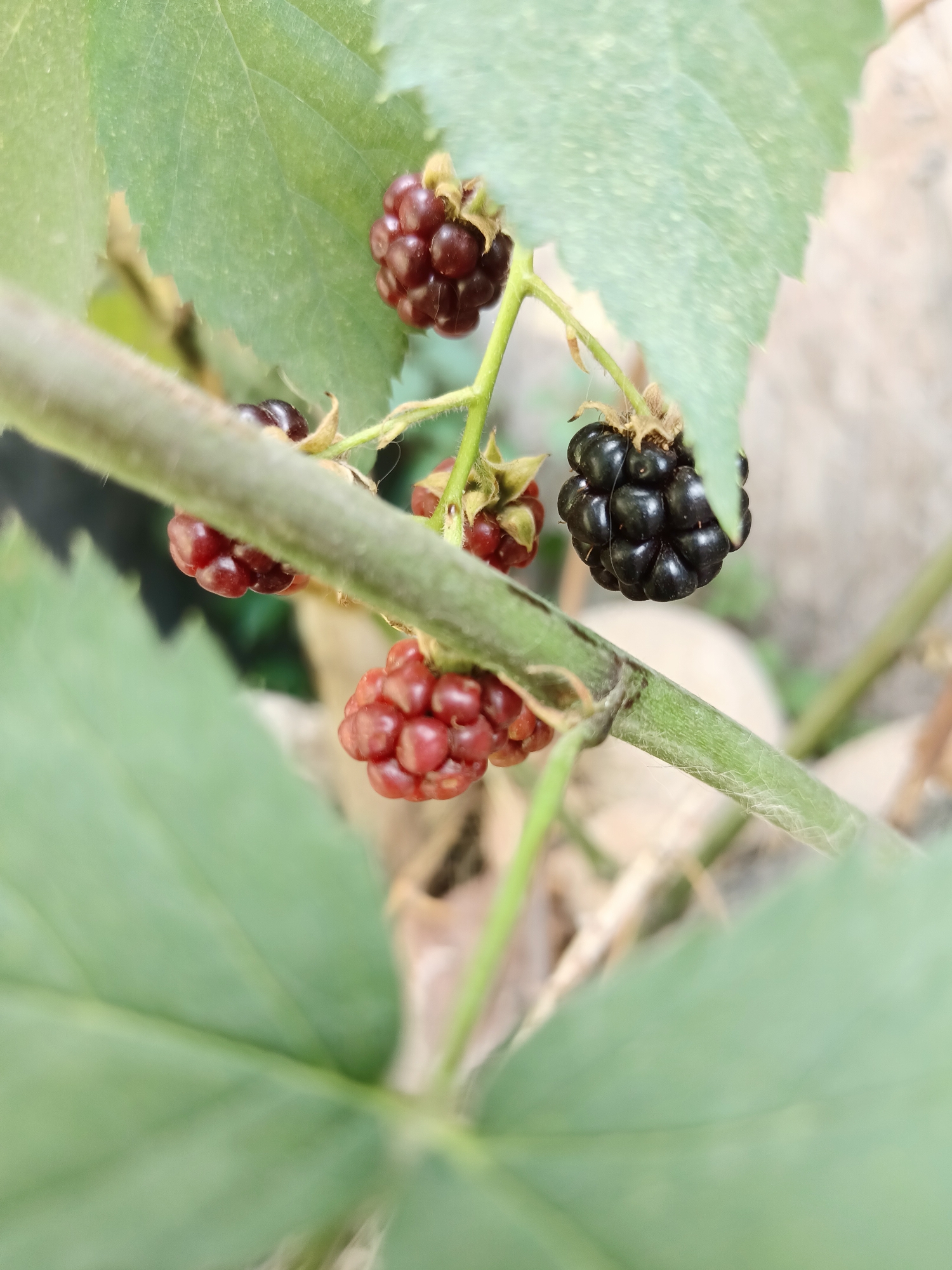 Garden life up close in Almaty — bugs, berries, and blooms