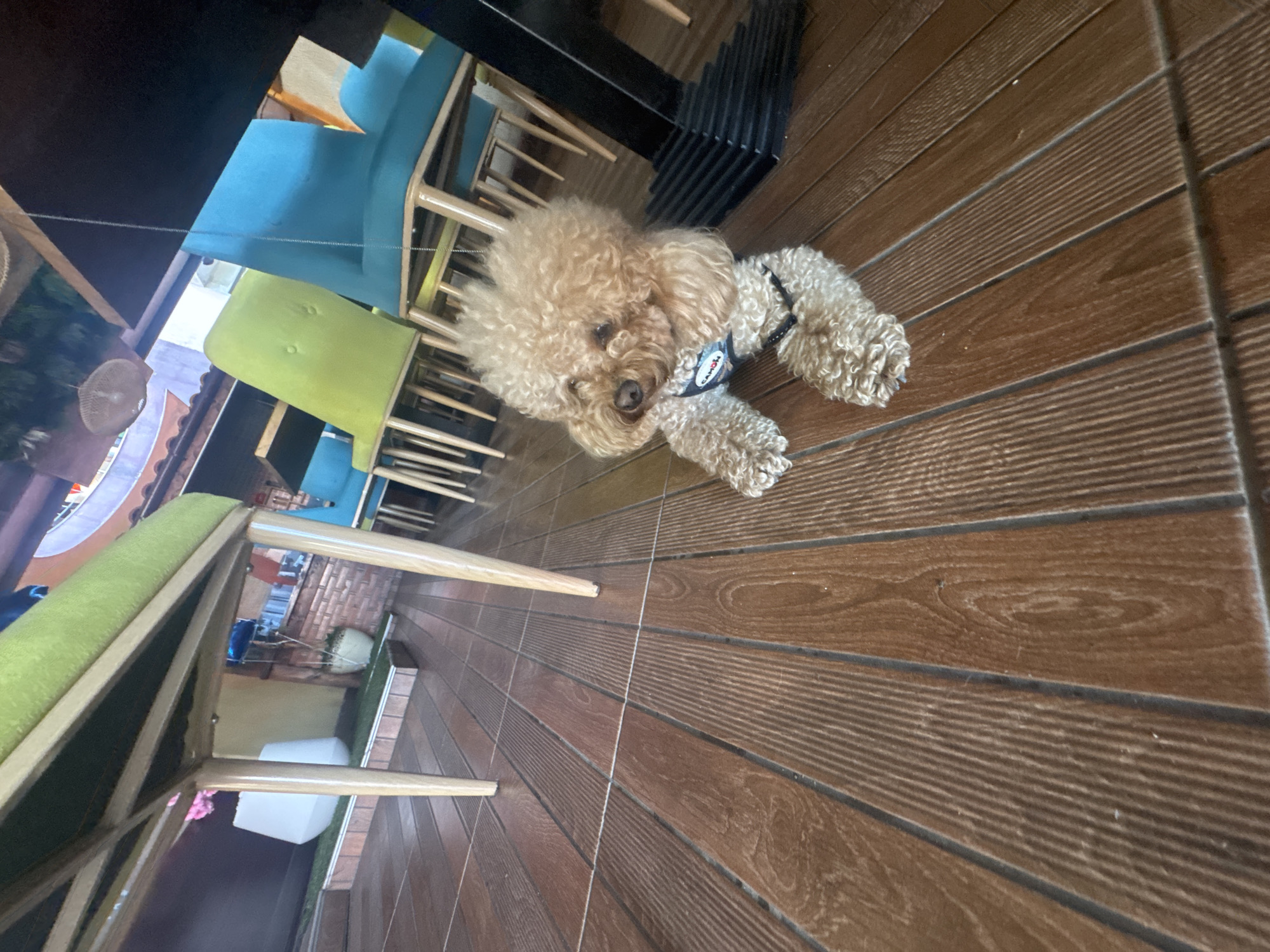 Poodle rests at Primorsko cafe during morning hours