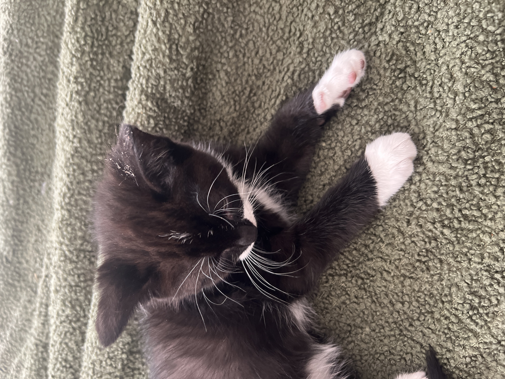 Black and white kitten photographed on green blanket in Squamish