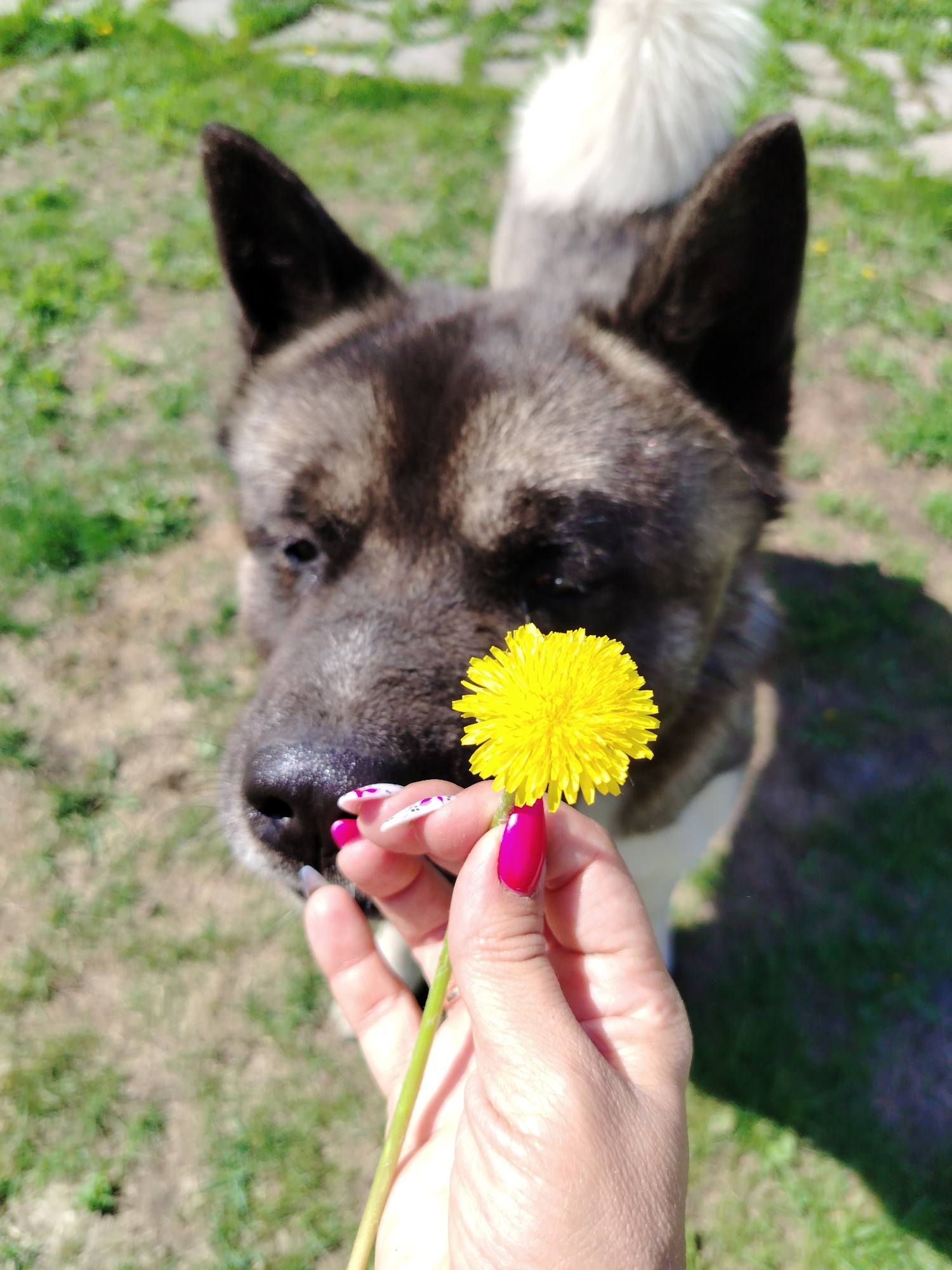 Akita dog observed during early morning hours in Rassvet, Russia